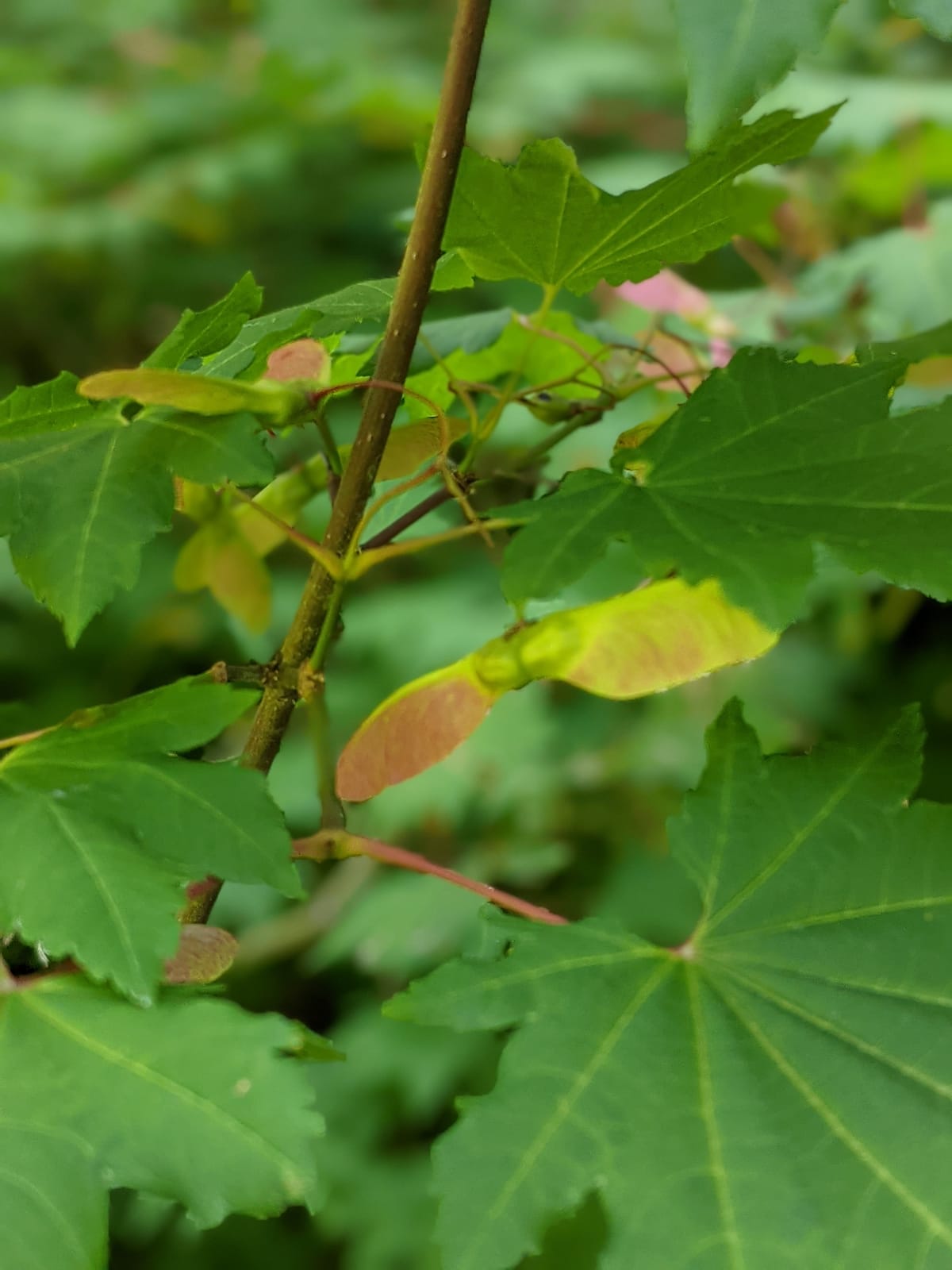 Backpack Explorer: On the Nature Trail: What Will You Find? customer photo 1