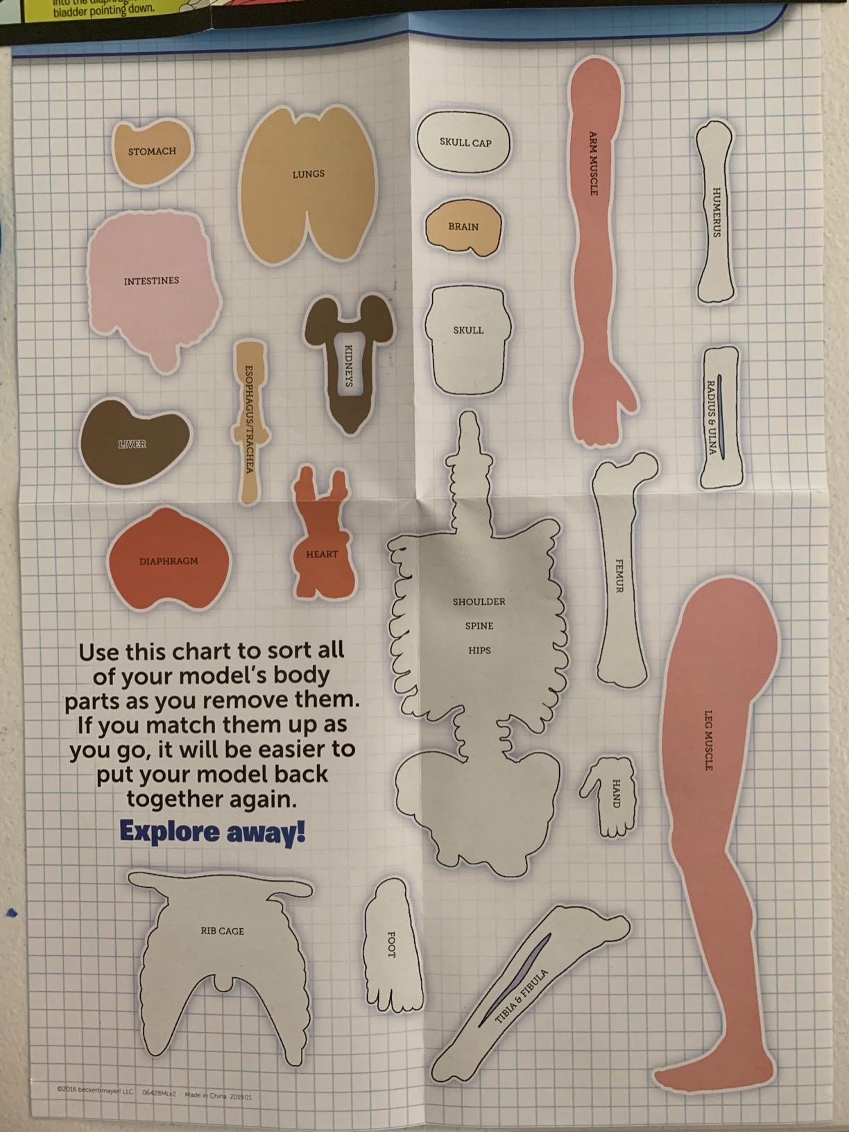 SMARTLAB Toys Squishy Human Body with 21 Removable Body Parts with Anatomy Book customer photo 1