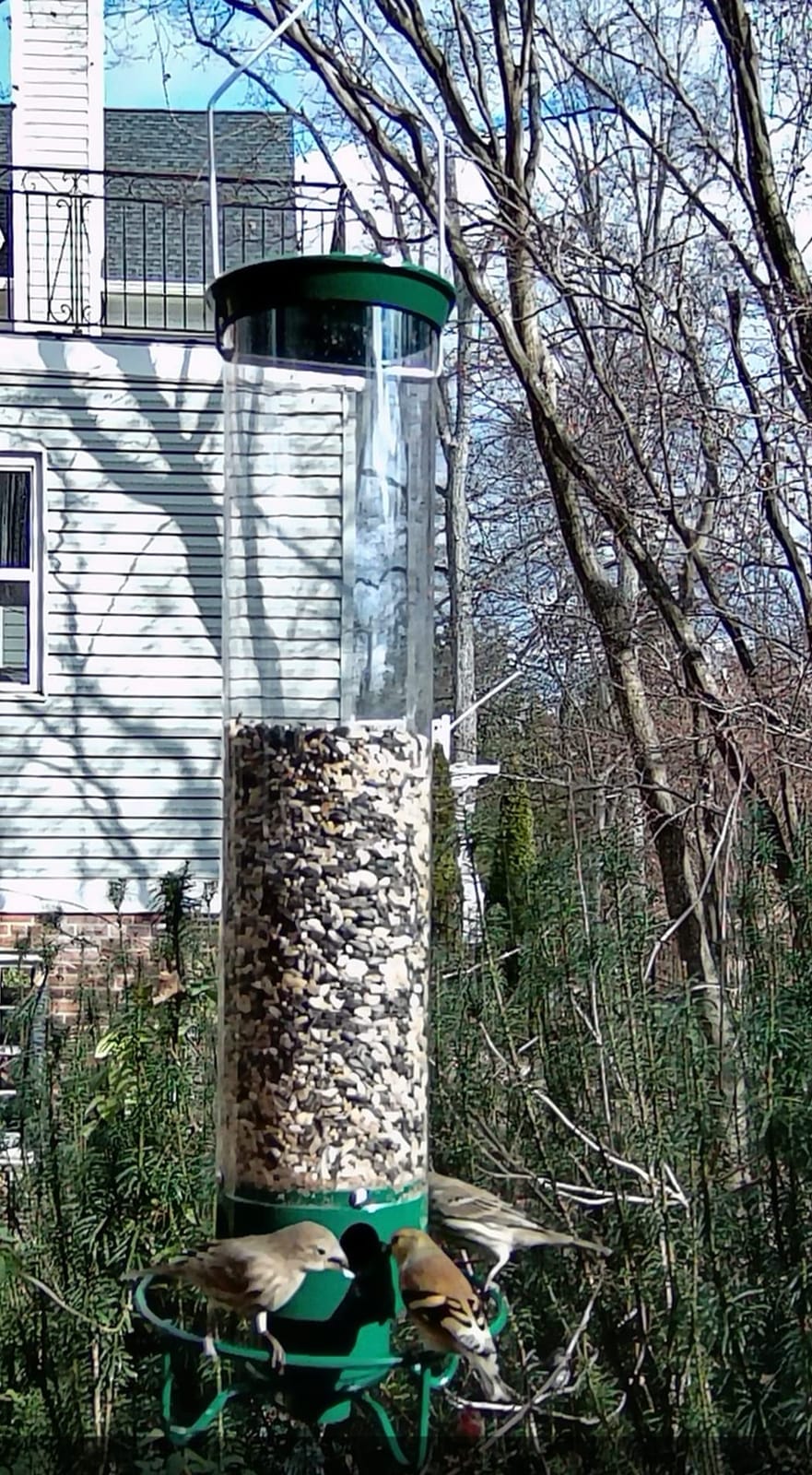 Droll Yankees Squirrel Proof Bird Feeder for Outdoors, 5 lb Seed Capacity | Rechargeable Weight-Activated Rotating Perch, Metal Base, UV-Stabilized Seed Tube, Hanging Bird Feeder, Green Yankee Flipper customer photo 1