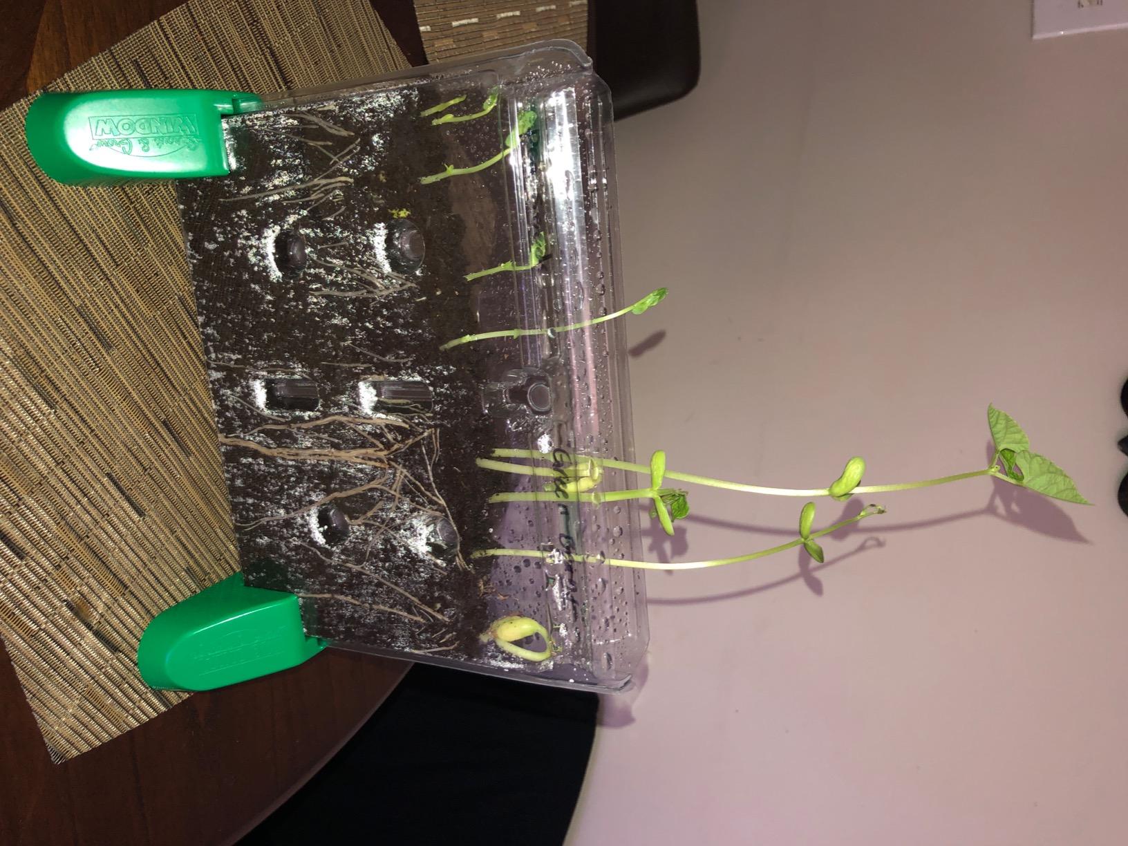 Educational Insights Sprout & Grow Window - See-Through Sprouts Growing Kit, Kids Gardening Set, Kid-Friendly Science Kits, Root Viewer, Gardening Kit for Kids, Indoor Classroom Planter, Ages 5+ customer photo 2