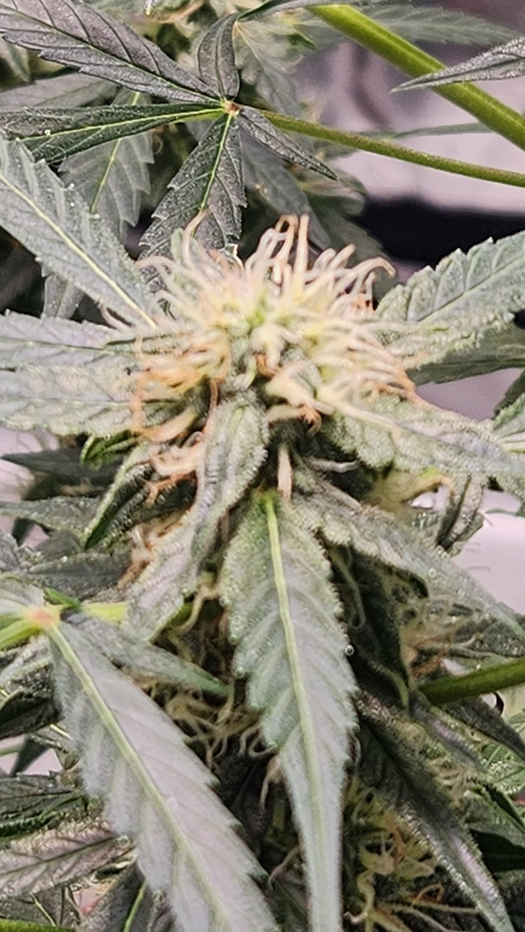 General Hydroponics pH Test Kit, 1 oz customer photo 2