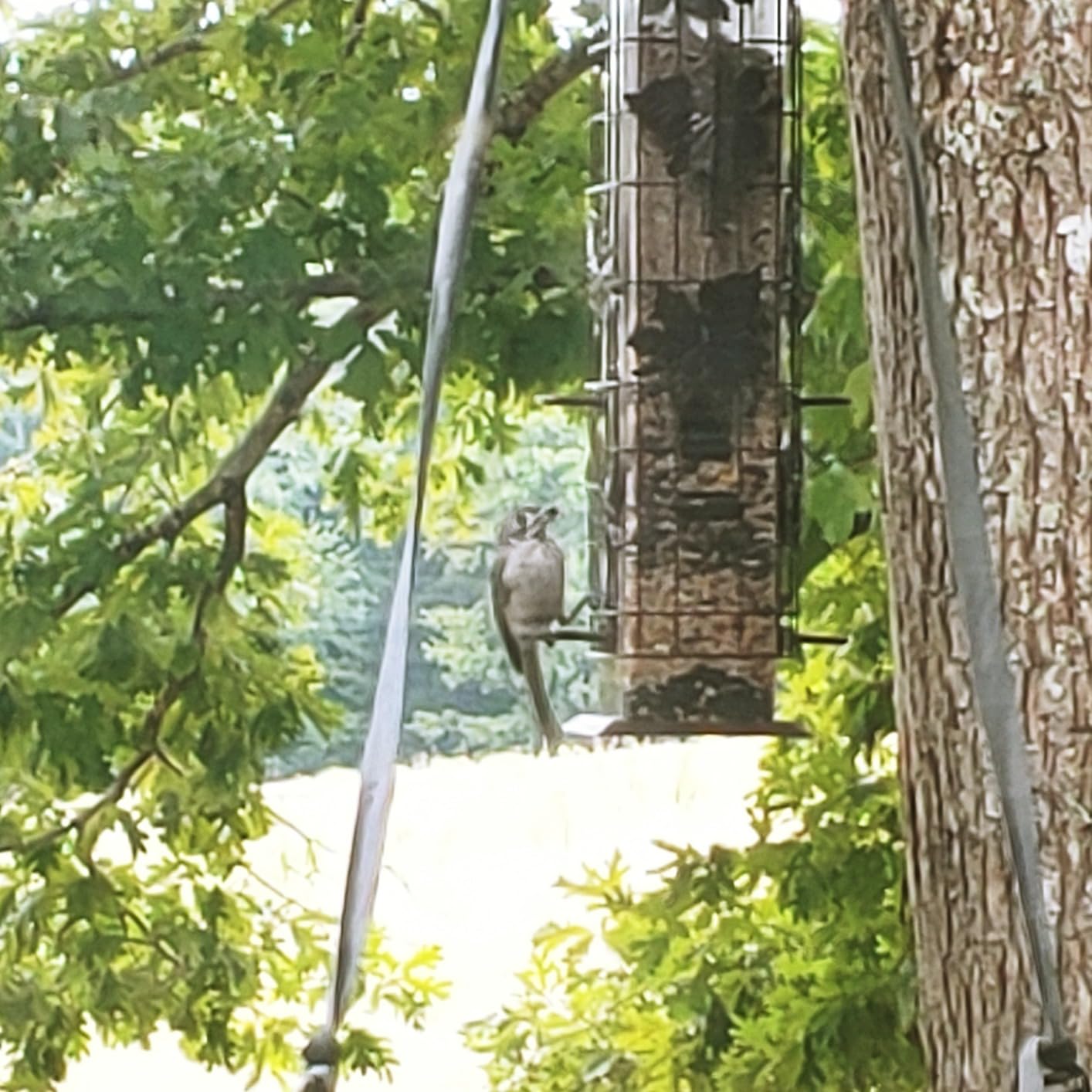 Perky-Pet Squirrel-Be-Gone Bird Feeder, 2 lb Seed Capacity | Weight-Activated Squirrel Proof Bird Feeder, Wild Bird Feeder for Outdoors with U-Shaped Perches and Clear Seed Reservoir customer photo 2