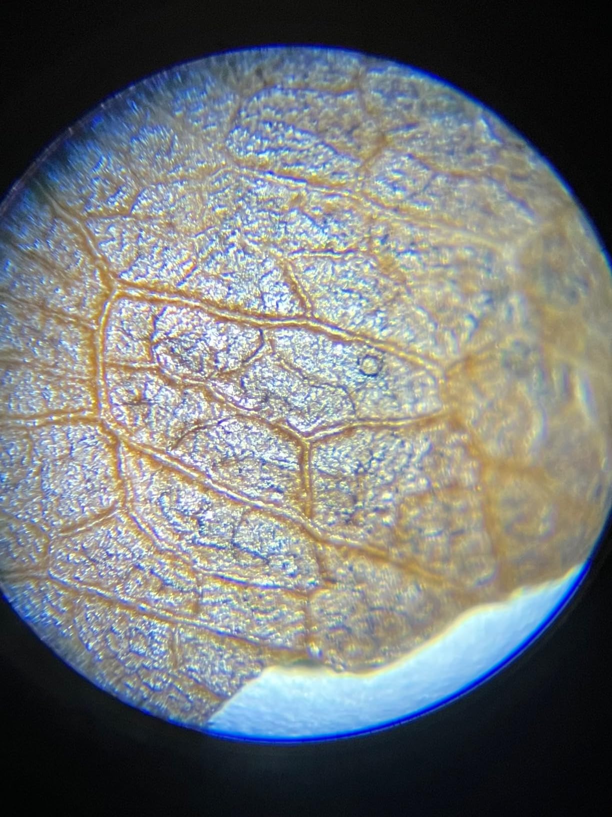 Carson MicroBrite 20x-40x Zoom LED Lighted Pocket Microscope (MM-24) customer photo 1