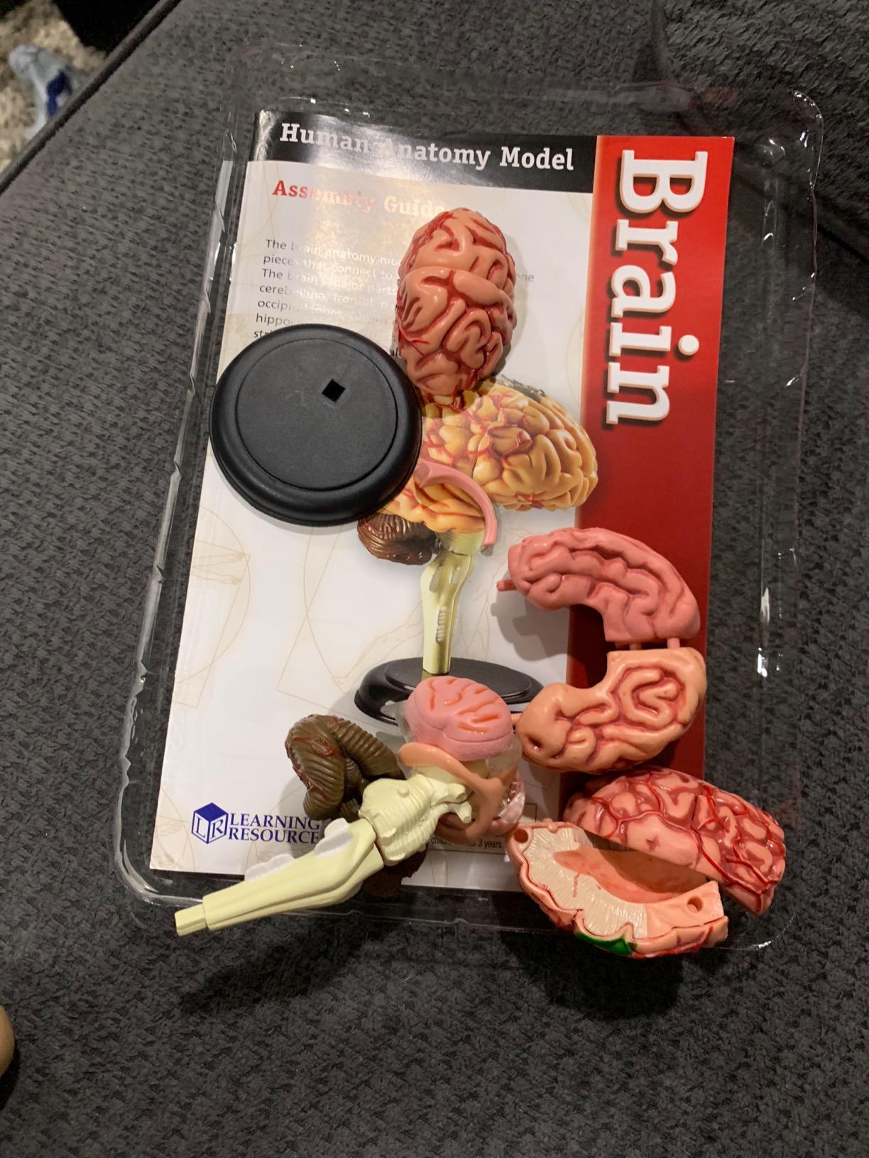 Learning Resources Anatomy Models Bundle Set | Skeleton and Physiology, Human Body Model , Science Classroom Must Haves, Biology Teacher Supplies, Homeschool customer photo 2