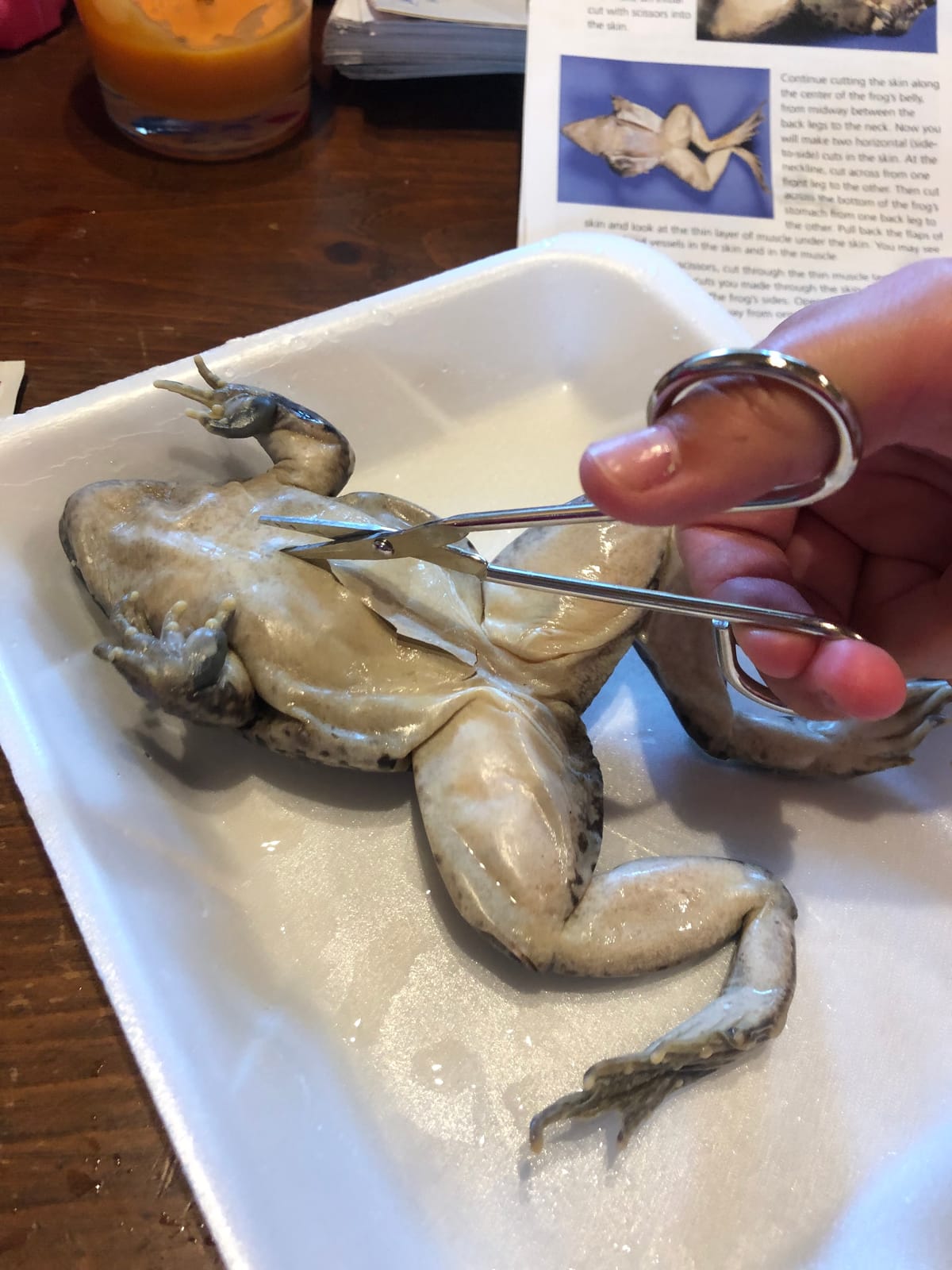 Carolina Biological Supply Young Scientist Frog Dissection Kit - Single Station 1-2 Student Frog Anatomy Kit | Teach Students Anatomy Hands-On | Includes Free Teacher and Student Digital Resources customer photo 2