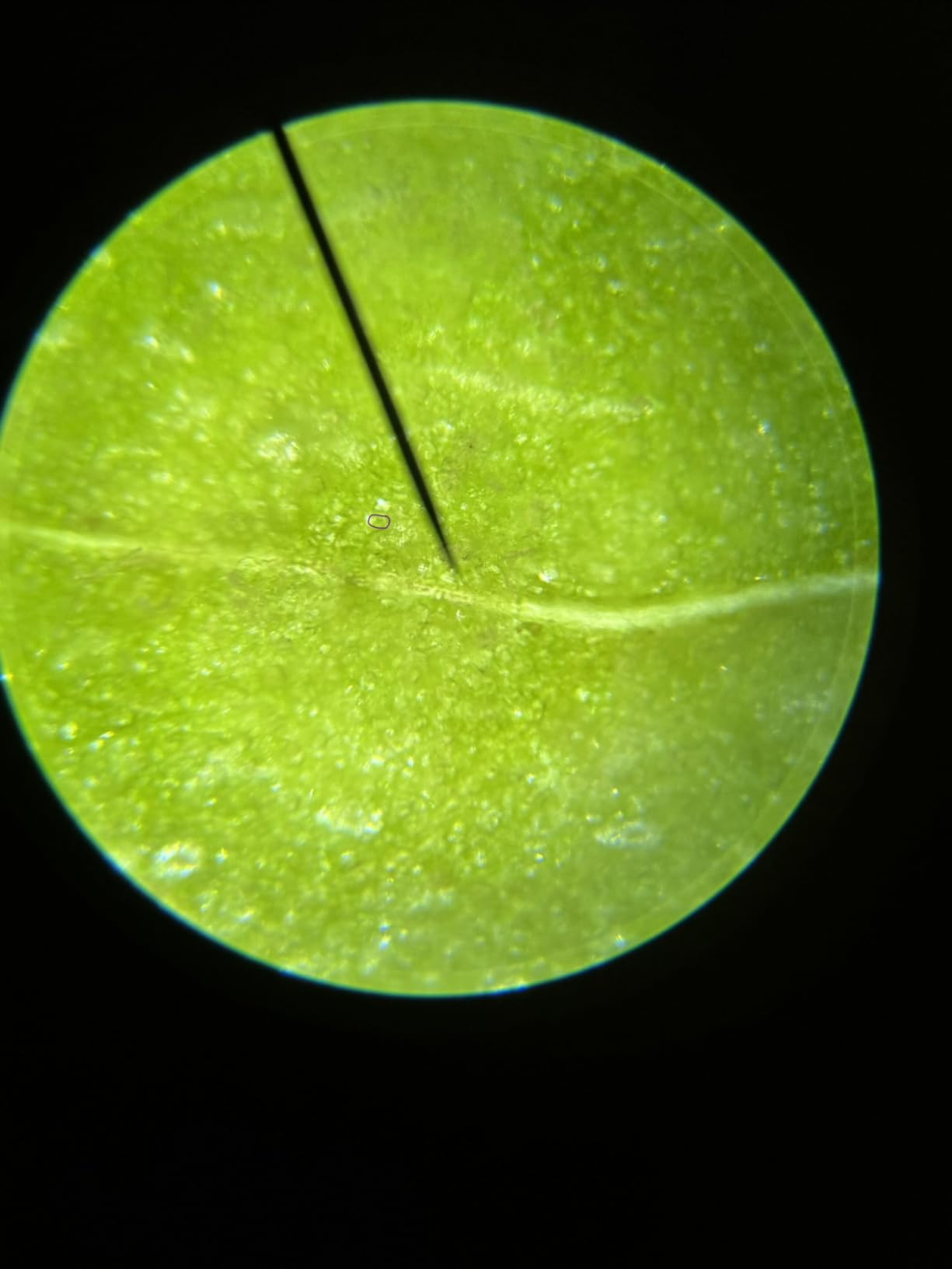 AmScope M150C1000X All-Metal Optical Glass Lenses Cordless LED 40X-1000X Compound Biological Microscope customer photo 2