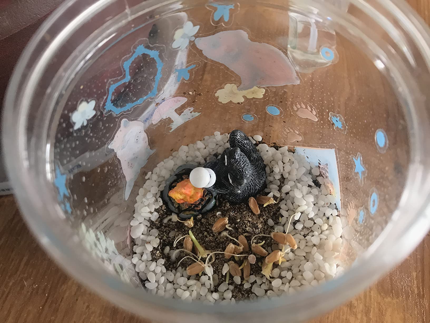 Creativity for Kids Grow 'N Glow Terrarium Kit - Educational Science Kits | Screen Free Summer Fun Activities | Gifts for Boys and Girls | Craft and STEM Projects (Ages 6+) customer photo 2