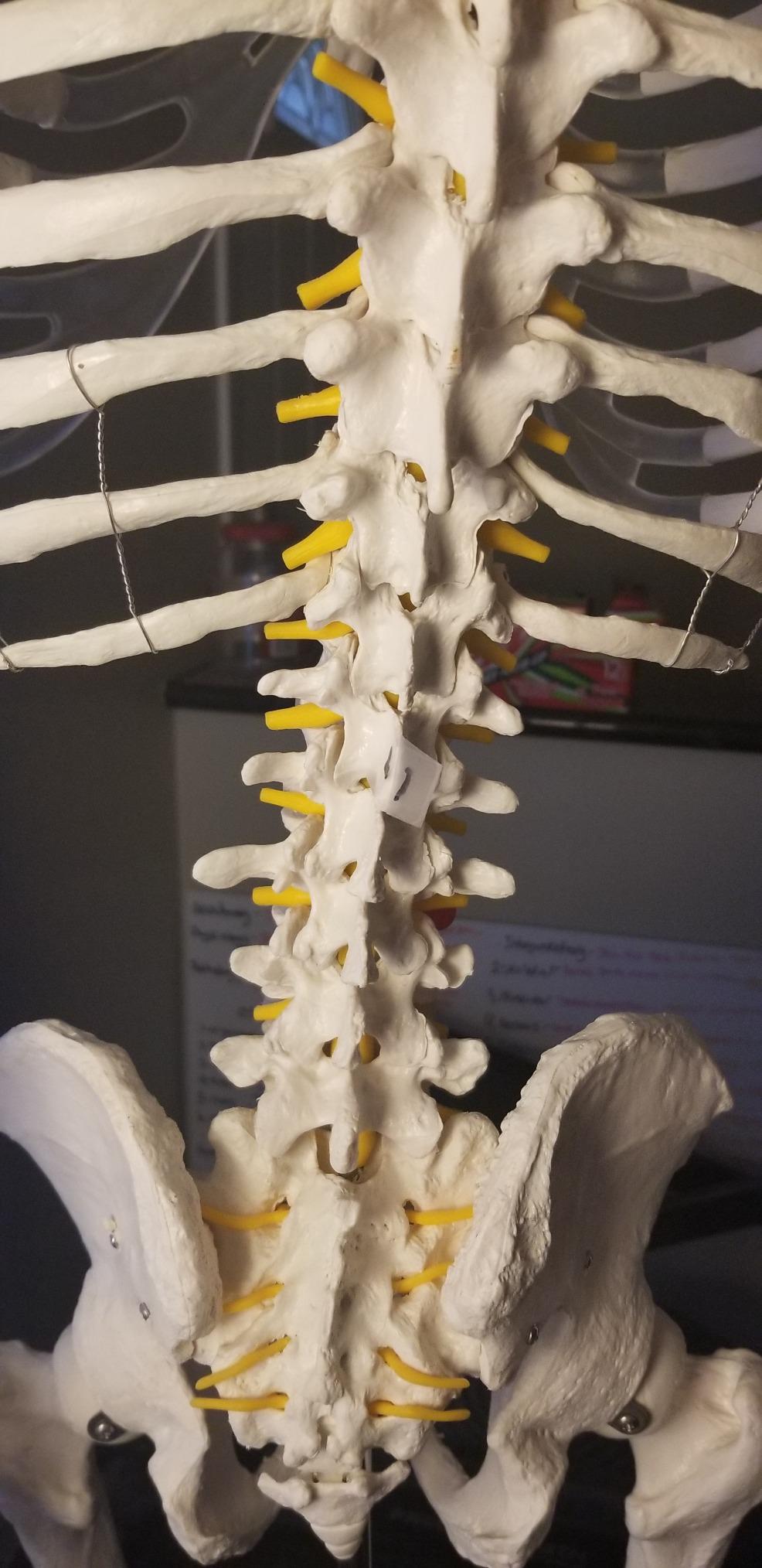 Axis Scientific Life Size Skeleton Model for Anatomy Study | Includes 3 Printed Guides, Pelvic-Mounted Rolling Stand, US-Based Customer Service customer photo 1