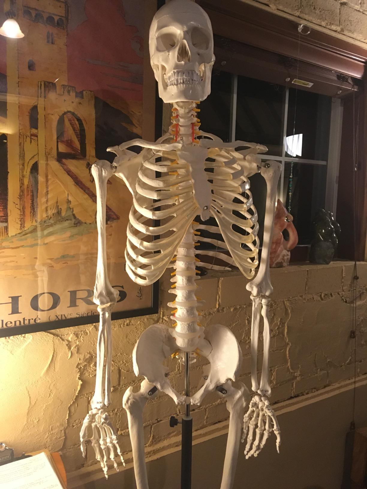 Axis Scientific Life Size Skeleton Model for Anatomy Study | Includes 3 Printed Guides, Pelvic-Mounted Rolling Stand, US-Based Customer Service customer photo 2