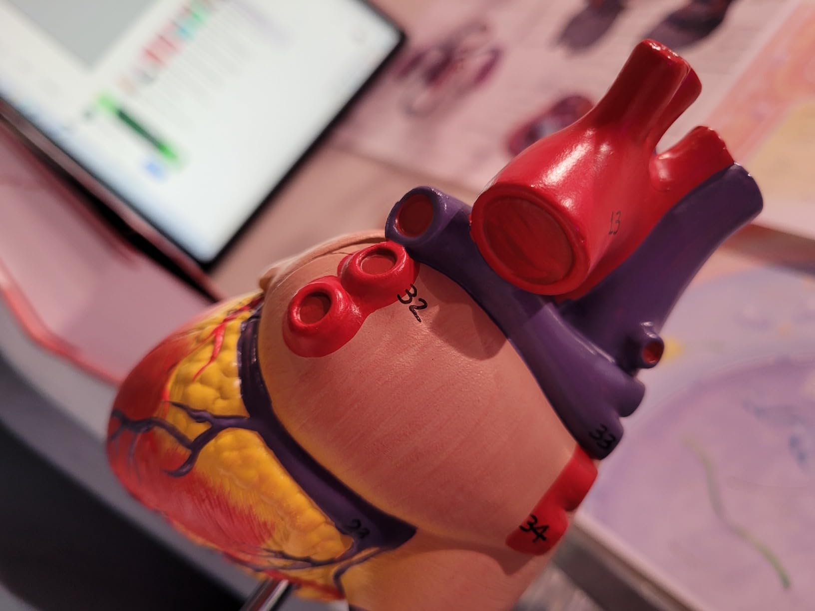 Axis Scientific Life-Size Human Heart Model | 2-Part Magnetic Design with 34 Clearly Labeled Internal Structures, Mounted on Base customer photo 1