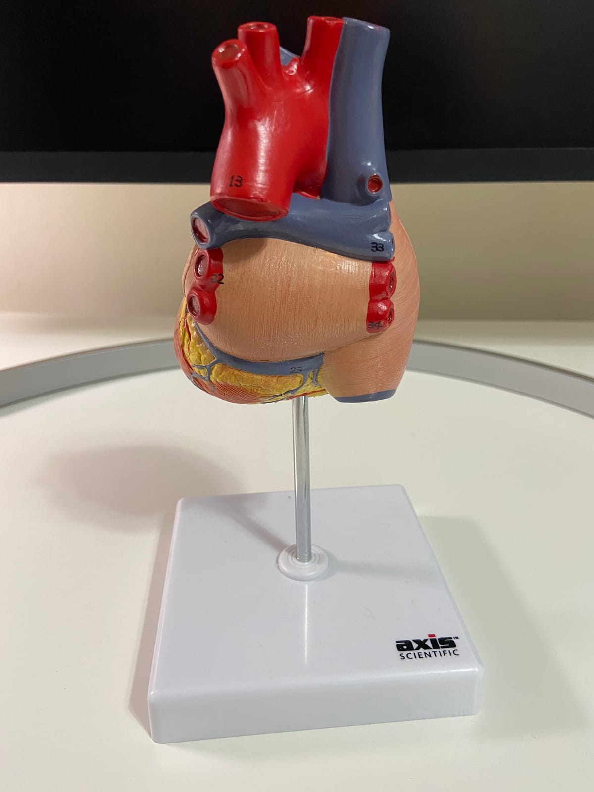 Axis Scientific Life-Size Human Heart Model | 2-Part Magnetic Design with 34 Clearly Labeled Internal Structures, Mounted on Base customer photo 2