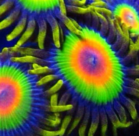 Master Reef Testing Combo Kit - Saltwater Aquariums customer photo 2