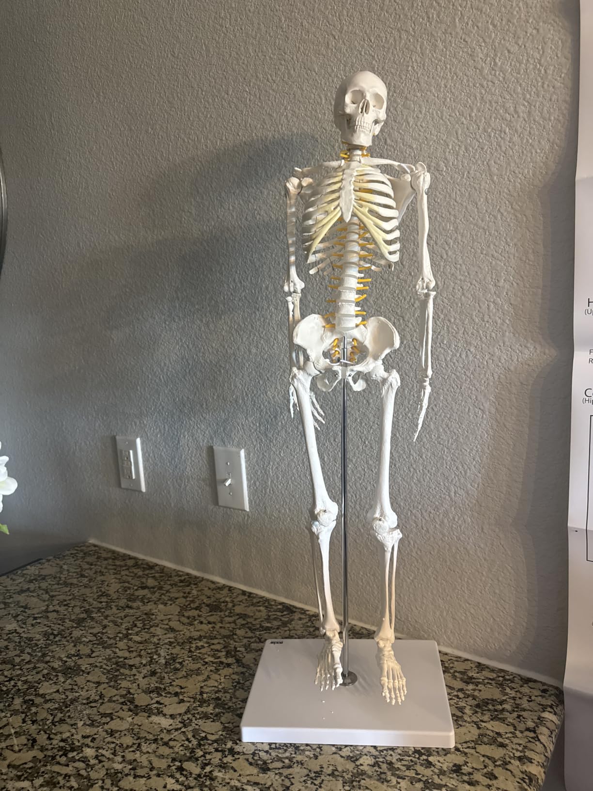 Axis Scientific Mini Human Skeleton Model with Metal Stand | 31