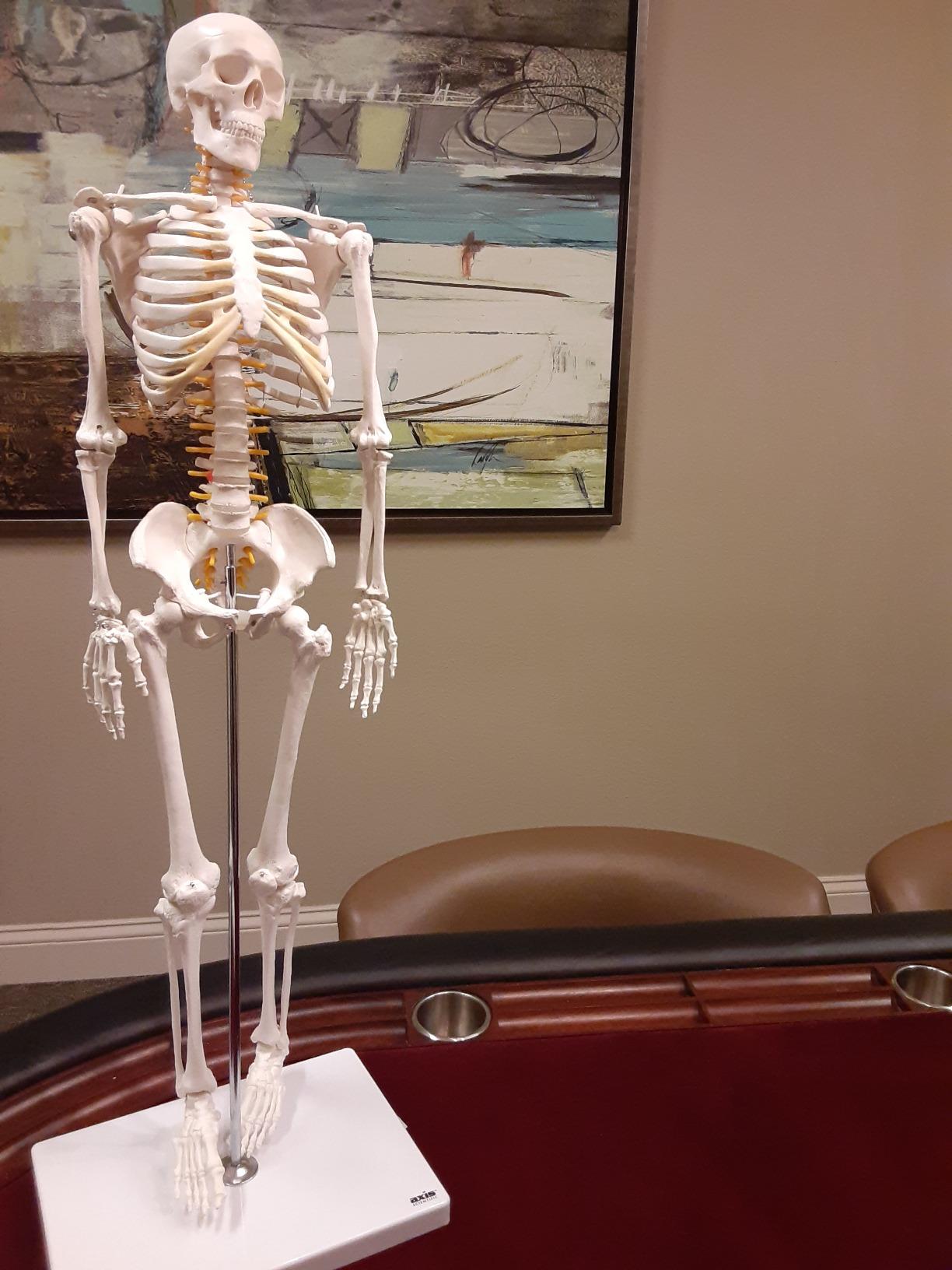Axis Scientific Mini Human Skeleton Model with Metal Stand | 31