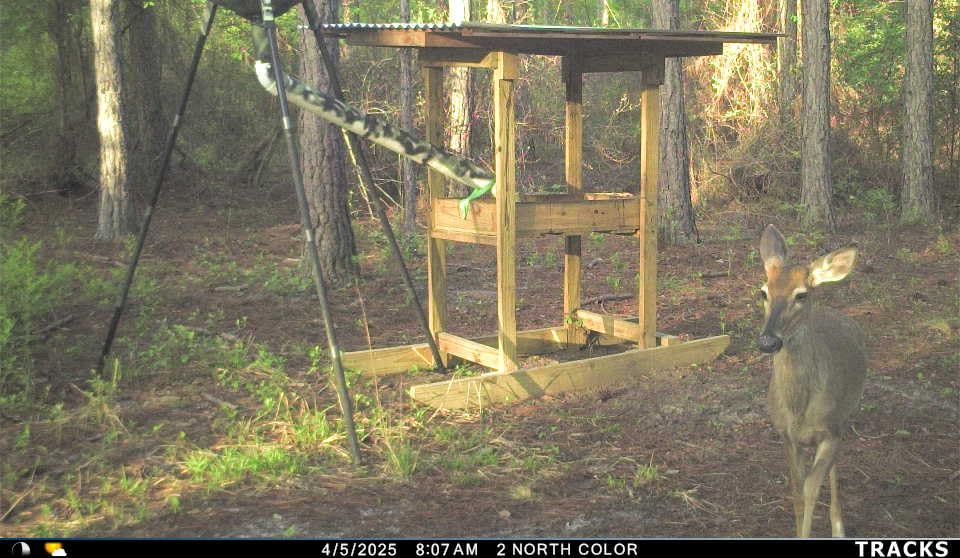 Cuddeback Tracks LTC-2A LTE Cellular Trail Camera, 1 Pack | Backyard Wildlife Camera & Cell Cam for Hunting - Remote Access & App Compatibility, Night Vision, Fast 1/4 s Trigger, Dual SIM customer photo 1
