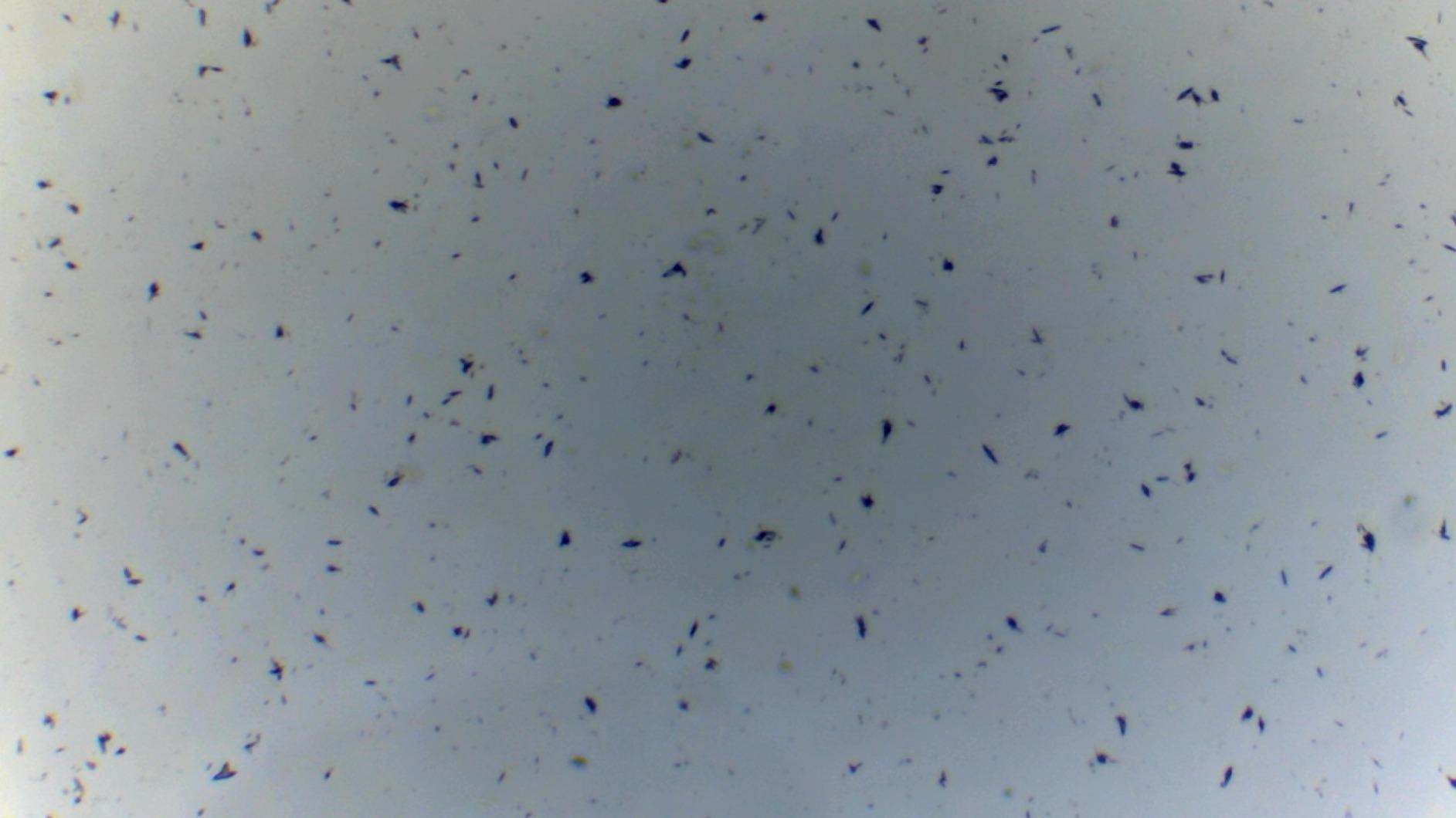 AmScope BS-50P-100S-22 Pre-Cleaned Blank Ground Edge Glass Microscope Slides with 100 Clear 7/8 x 7/8 Inch Glass Cover Slips customer photo 2