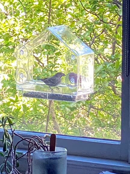 Window Bird Feeder with Strong Suction Cups, Bird Feeders for Outdoors | leak proof with sealing gasket included, bee and wasp proof flowers, large nectar capacity, refills without unmounting customer photo 2