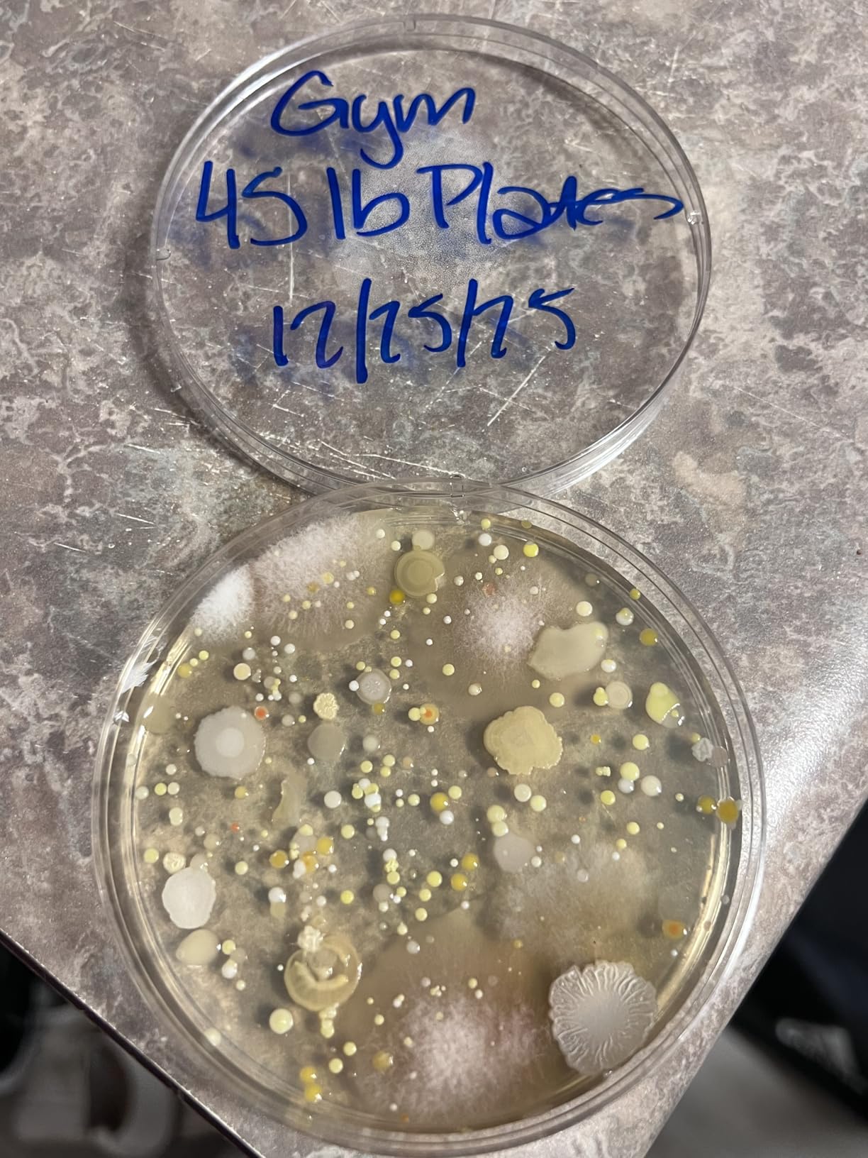 Evviva Sciences Microbiology Science Project Kit, Pre-Poured Agar Plates for Students, Agar Petri Dishes to Learn Microbiology, with Educational Experiment eBook customer photo 2