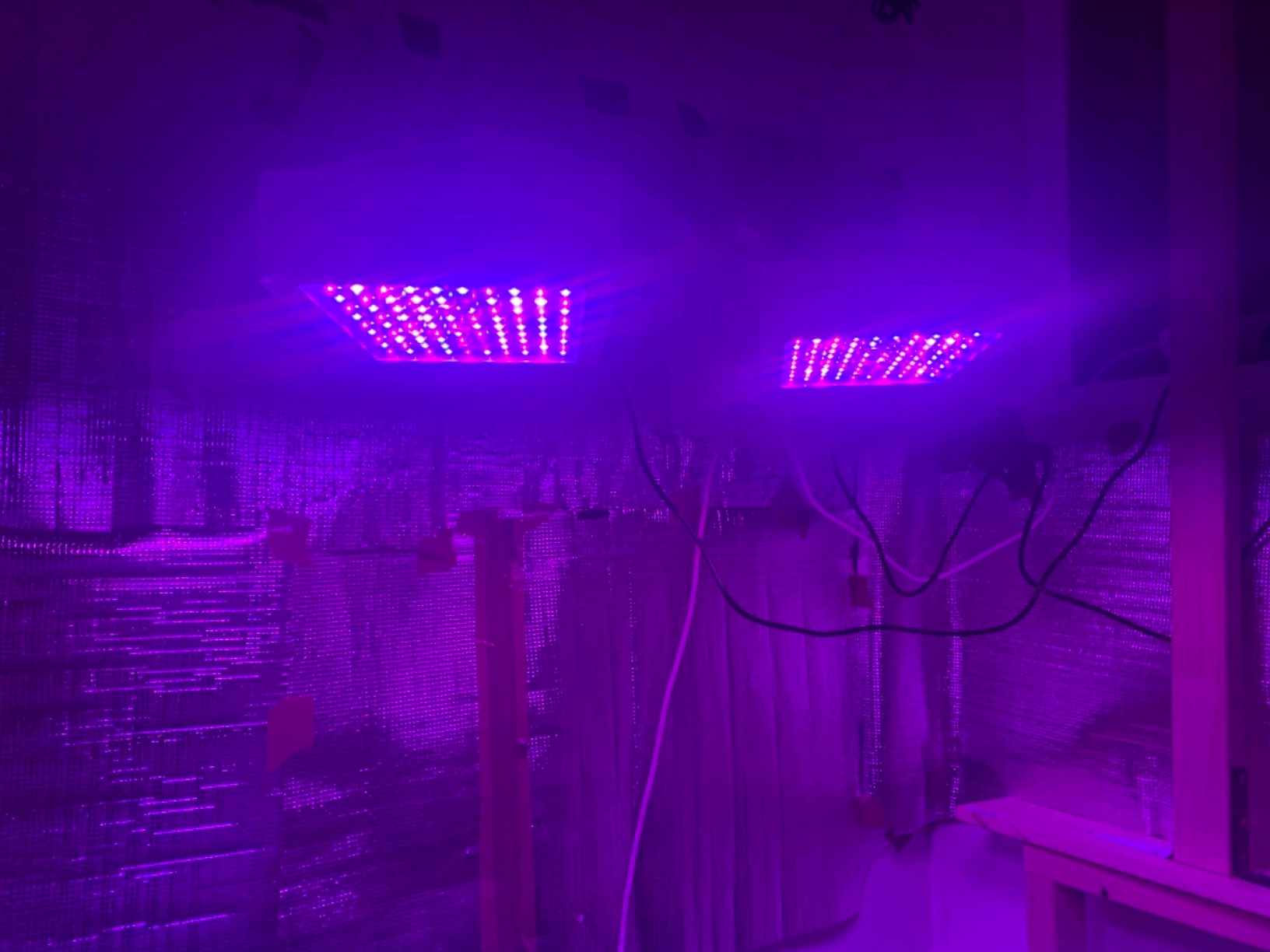 KingLED KP1000 LED Grow Light for Indoor Plants, Full Spectrum Plant Light with Veg & Bloom Mode, 100W Growing Lamp for Seed Starting Seedlings Vegetable Hydroponic Greenhouse, 2x2/2x3 Grow Tent customer photo 1