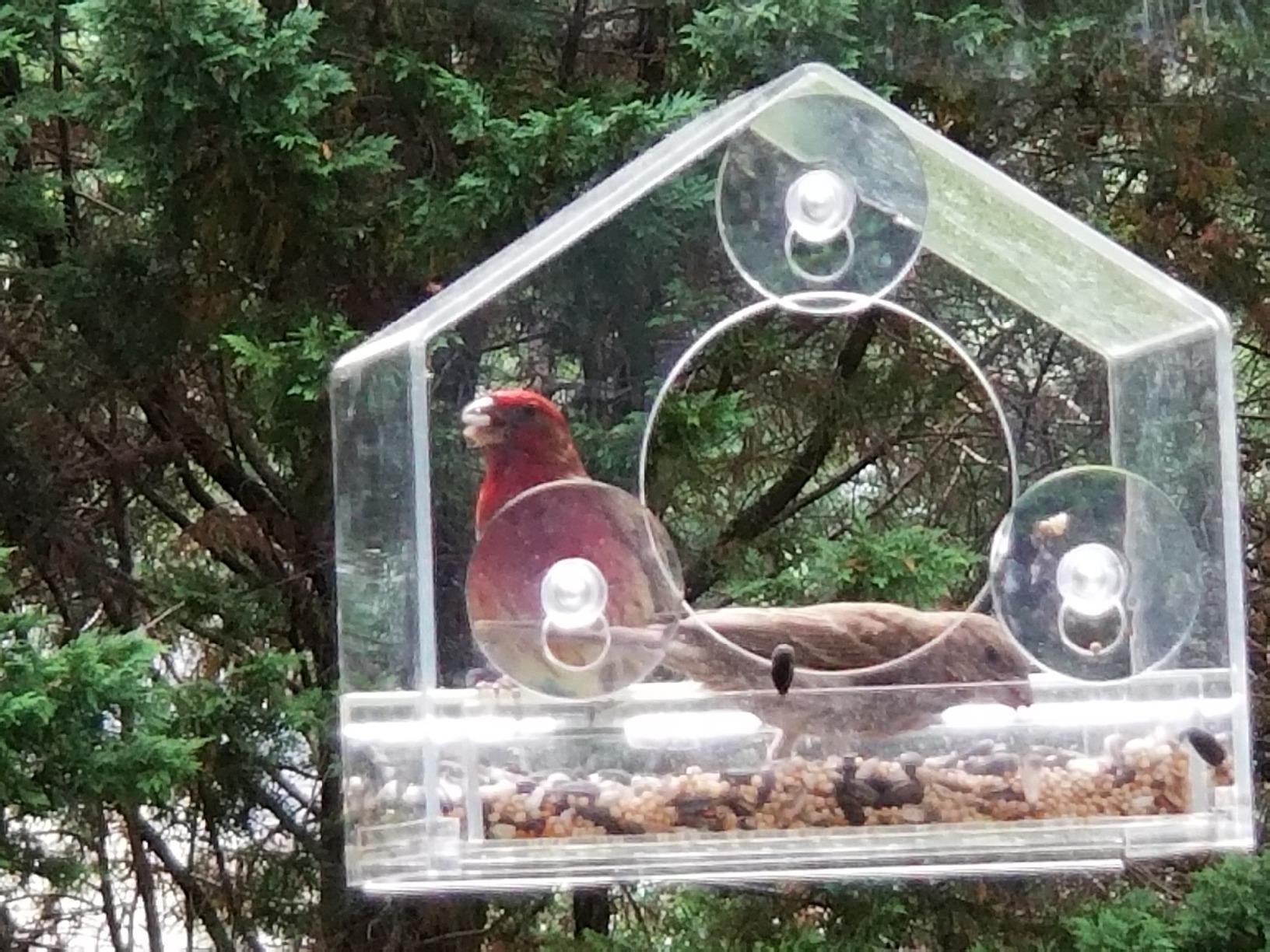 Nature Gear Window Bird Feeder with Strong Suction Cups, Clear Acrylic Window Mounted Bird Feeder, Removable Sliding Tray, Weather-Resistant, Durable, Squirrel-Resistant, House Style customer photo 1