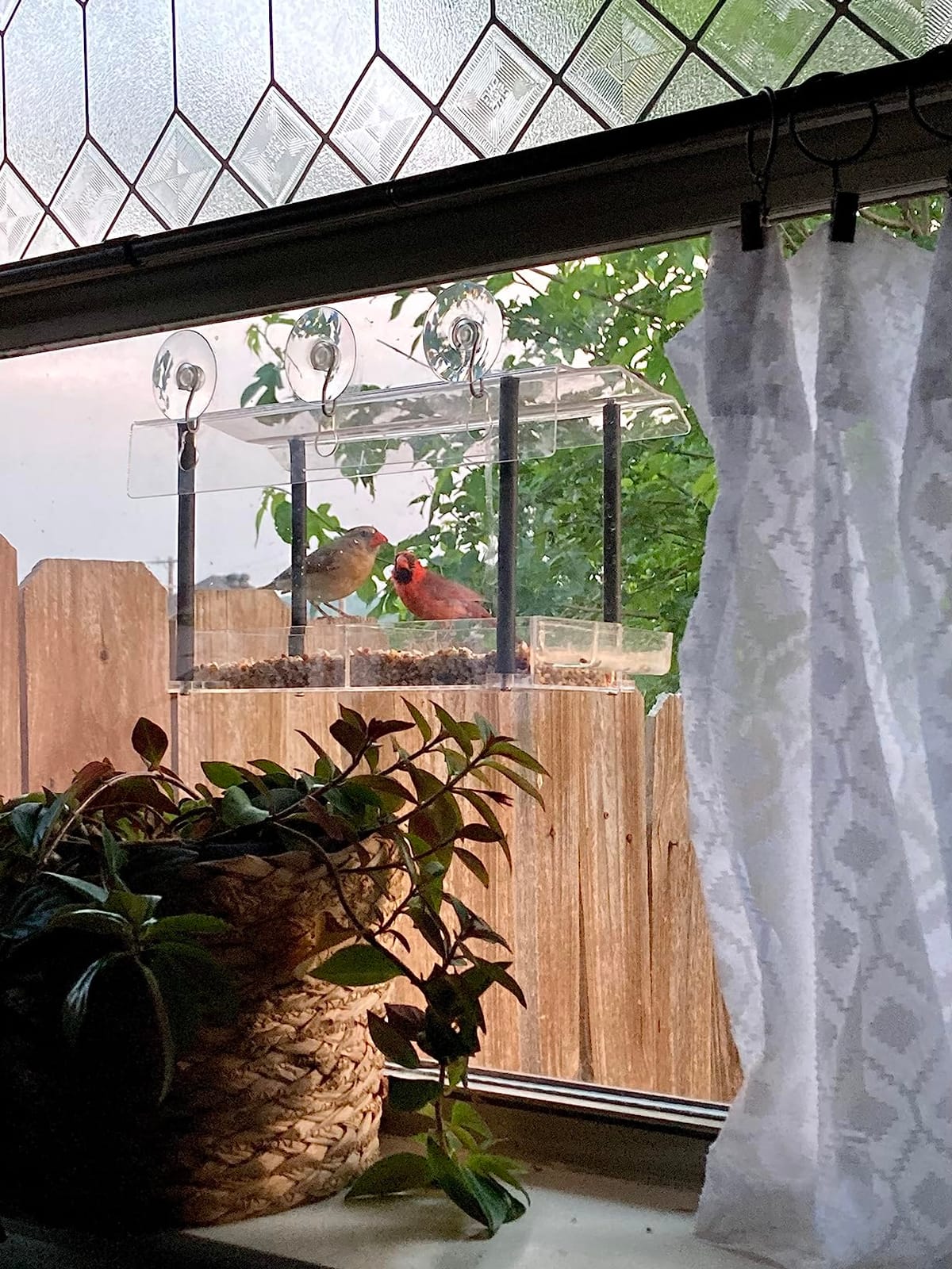 Nature Gear Window Bird Feeder with Strong Suction Cups, Clear Acrylic Window Mounted Bird Feeder, Removable Sliding Tray, Weather-Resistant, Durable, Squirrel-Resistant, House Style customer photo 2