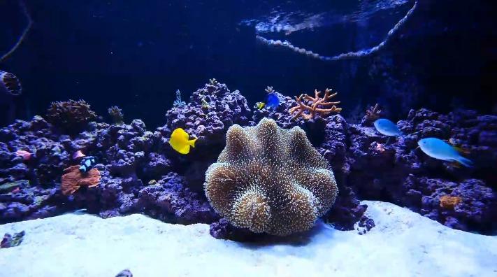 ATI ICP Lab Analysis Pro for Reef Aquariums - Old Version - Advanced Water Testing with RO Water Analysis - Nitrate, KH & Fluoride - 1 Test Kit customer photo 2