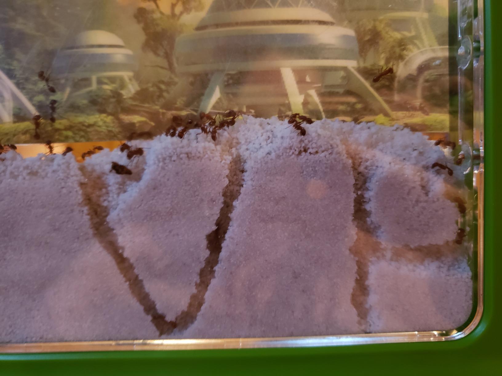 Uncle Milton Ant Farm Antopia Rainforest Ant Habitat - Observe Live Ants - STEM - Nature Learning Toy Green For 6 - 15 years customer photo 1
