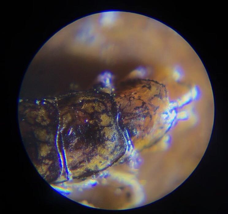 Celestron Kids Pocket Zoom Microscope, 60x-120x Adjustable Magnification, LED Illuminator customer photo 2