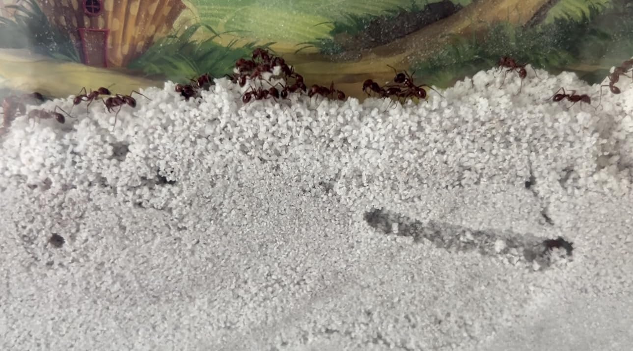 Uncle Milton Giant Ant Farm - Large Viewing Area - Care for Live Ants - Nature Learning Toy - Science DIY Toy Kit - Great Gift for Boys & Girls, Green customer photo 1