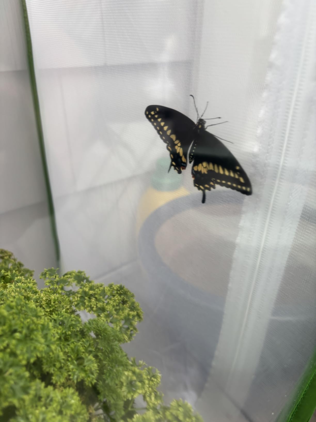 RESTCLOUD Insect and Butterfly Habitat Cage Terrarium Pop-up 23.6 Inches Tall customer photo 2