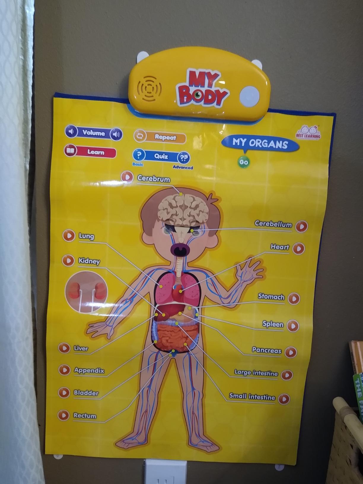BEST LEARNING i-Poster My Body - Interactive Talking Human Anatomy Toy | 4 Charts in 1 - Body, Organs, Muscles, Skeleton for Kids, Screen-Free Educational Science, Homeschool, Classroom, Ages 5-12 customer photo 2