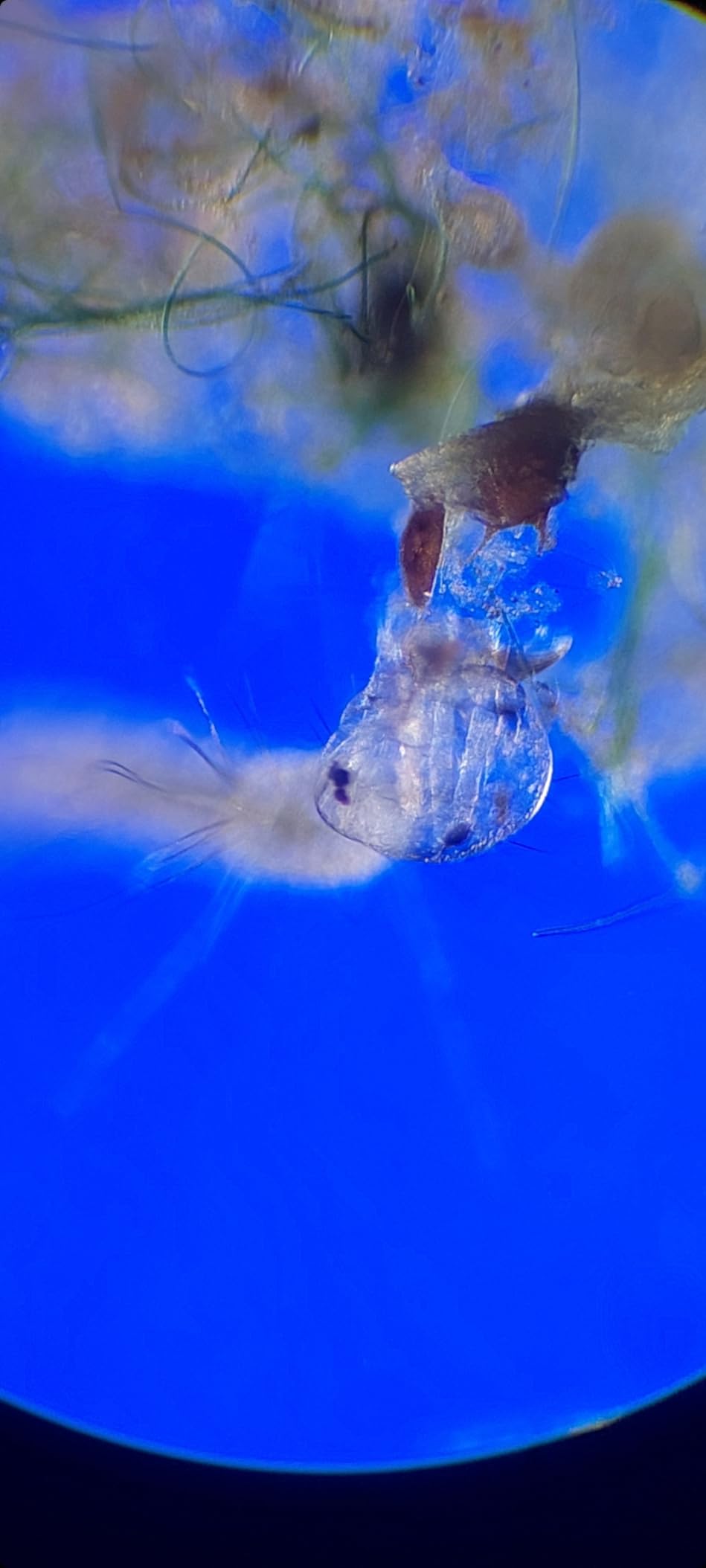 AmScope IN50C-PB10 500X Inverted Microscope Kit | 40X-500X Magnification Range customer photo 1