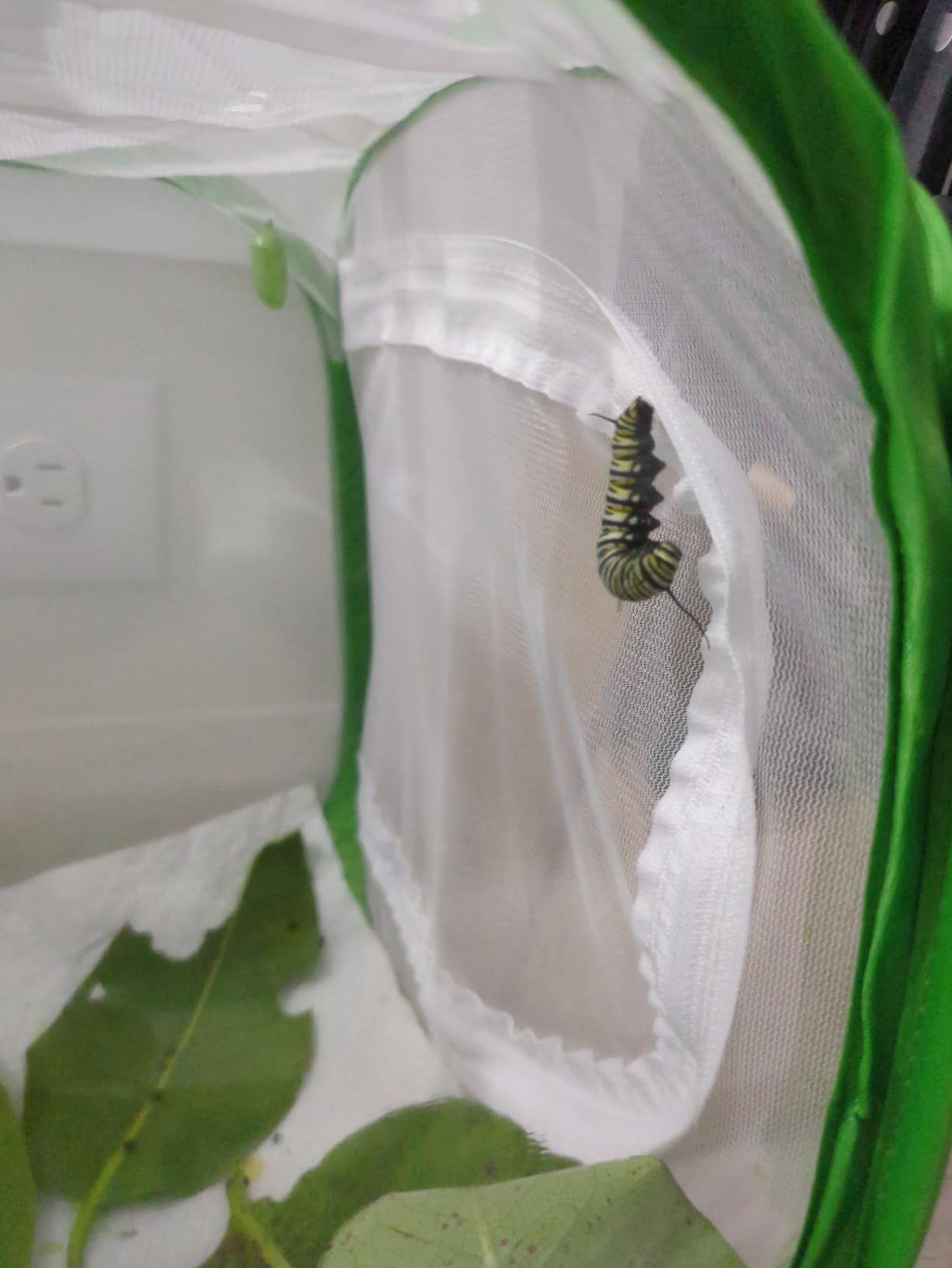 RESTCLOUD Professional Butterfly Habitat Insect Cage Caterpillar Enclosure Pop-up Polyester Bottom for Easier Clean customer photo 1