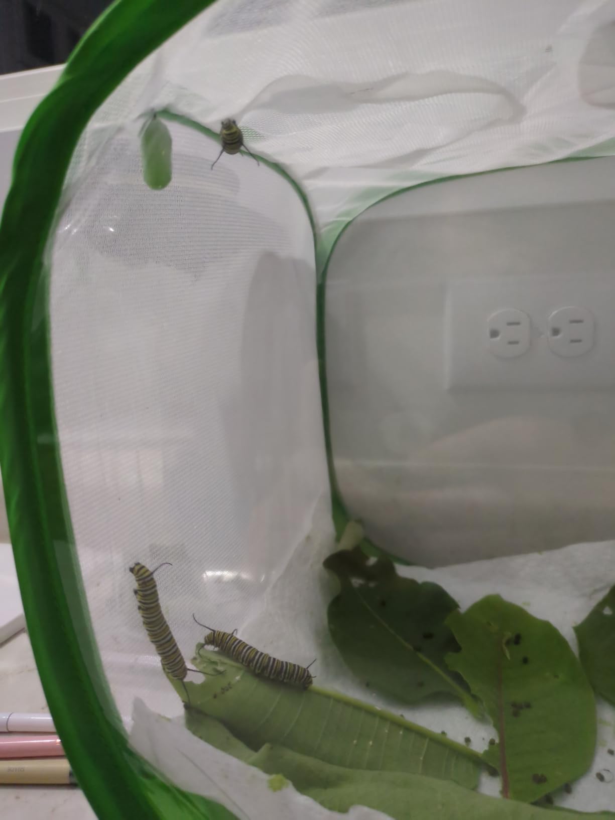 RESTCLOUD Professional Butterfly Habitat Insect Cage Caterpillar Enclosure Pop-up Polyester Bottom for Easier Clean customer photo 2