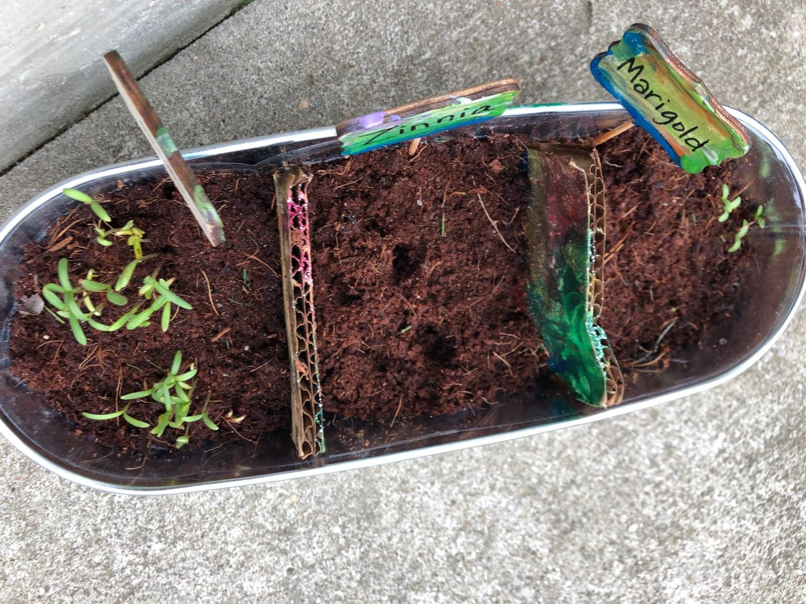 Paint & Plant Flower Growing Kit for Kids - Fun Gardening Kits - Gift Ideas | Birthday Gift Ideas for Girls & Boys Age 5 6 7 8 9 10 11 12 Year Old - Craft Kit for Kids - Art Projects for Ages 5-12 Years customer photo 2