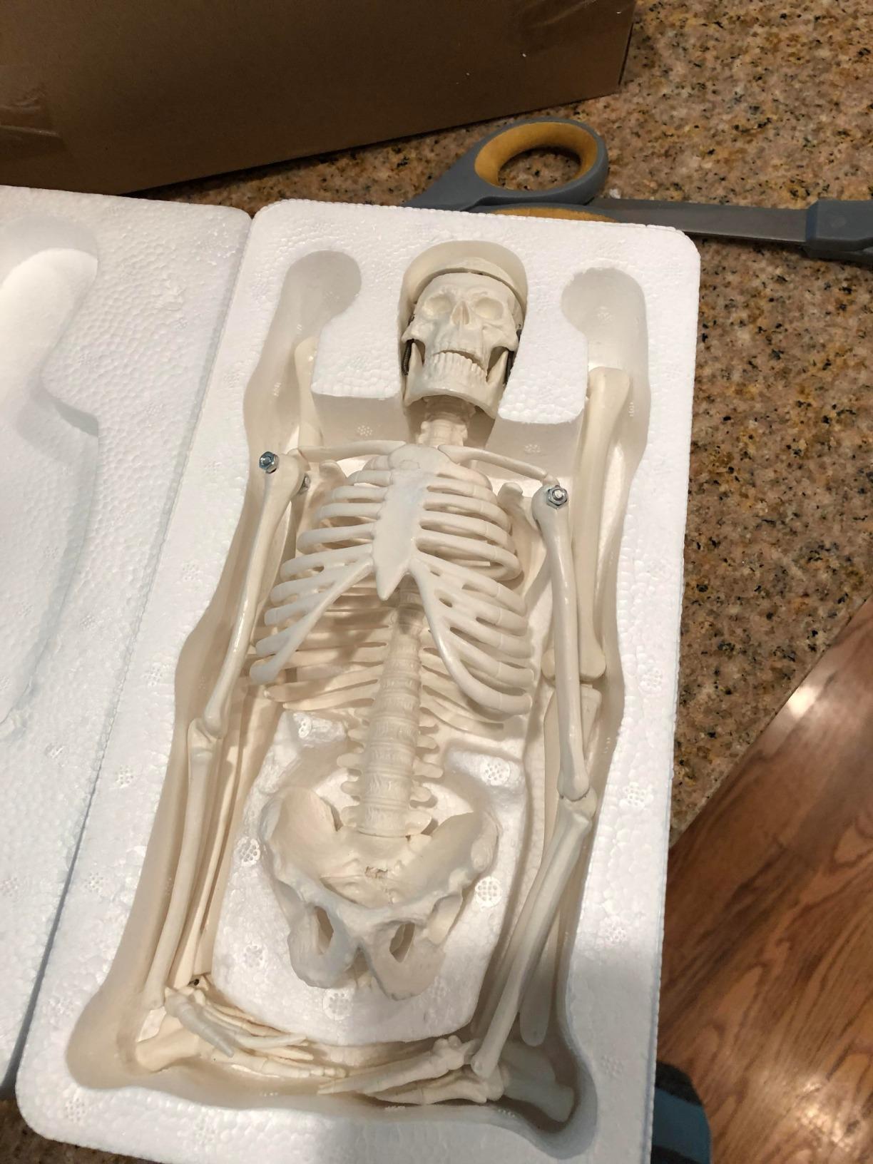 Anatomy Lab Human Skeleton Model, 19