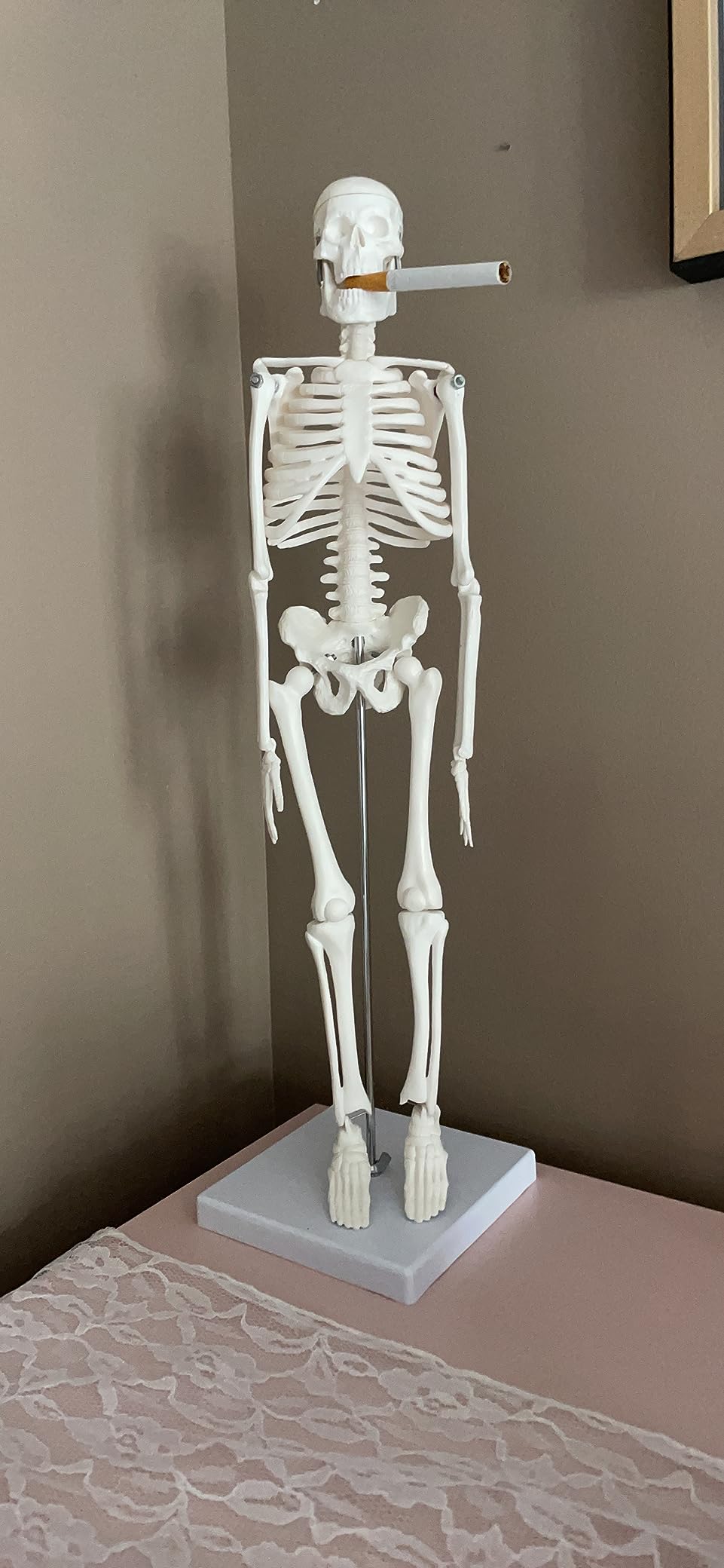 Anatomy Lab Human Skeleton Model, 19
