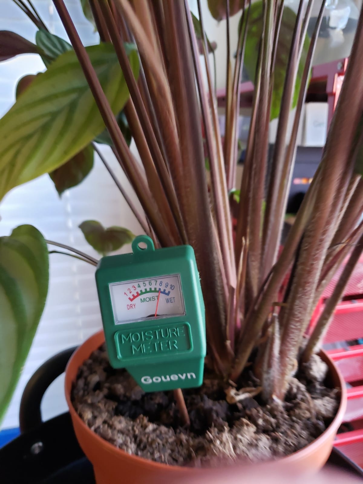 Gouevn Soil Moisture Meter for Plants, Plant Water Meter Indoor Outdoor | No Battery Required, Instant Moisture Check, Soil Tester, Plant Moisture Meter, Houseplants, Potted Plants, Garden, Plant Care customer photo 2