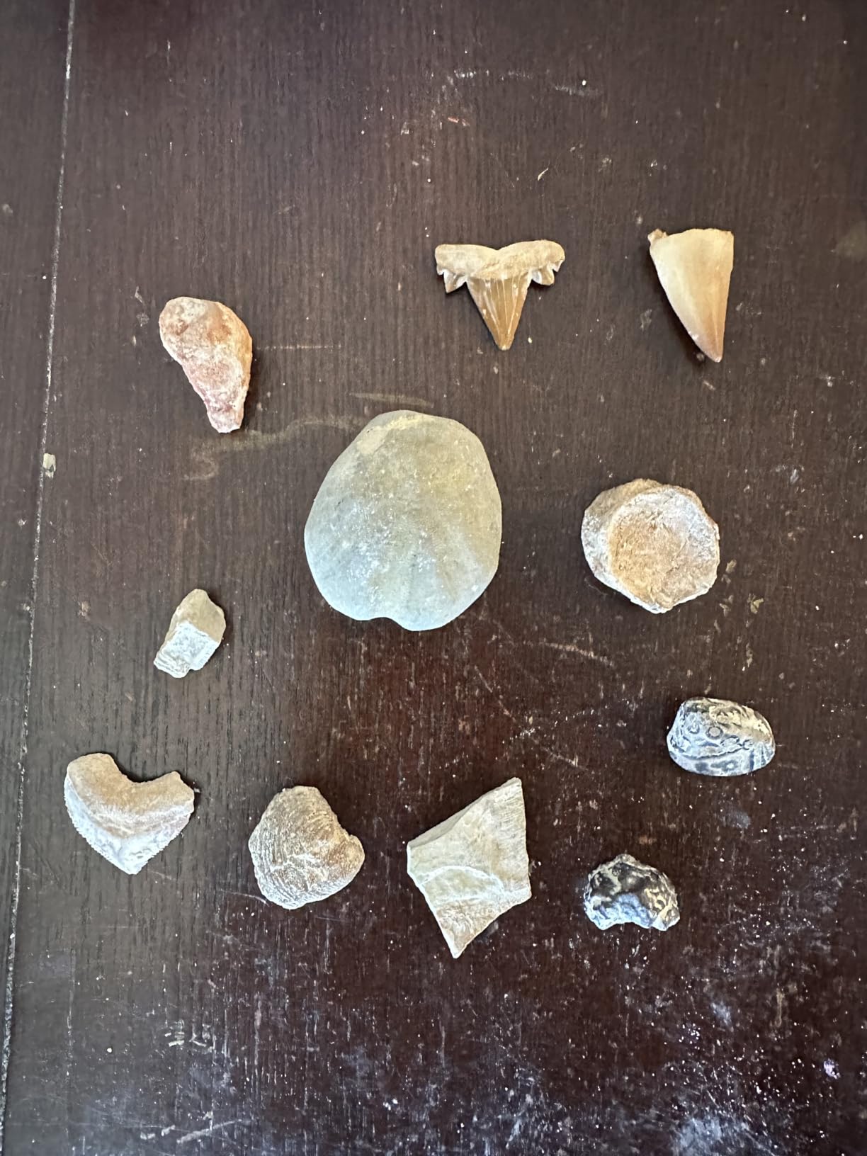 Dan&Darci Dig a Dozen Fossil Bricks - Break Open 12 Blocks and Discover 12 Unique Real Fossils - Basket Stuffers Archaeology Science STEM - Birthday Gift customer photo 1