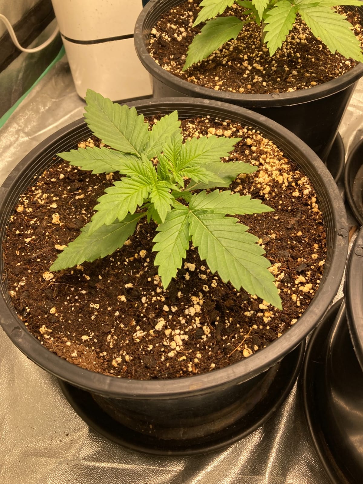MARS HYDRO 150W TS1000 LED Grow Light for Indoor Plants Full Spectrum | Patented Reflective Hood, Dimmable & Silent Fanless, Daisy-Chain Link, Uniform Light for 2x2/3x3 Grow Tent, Veg to Bloom customer photo 2