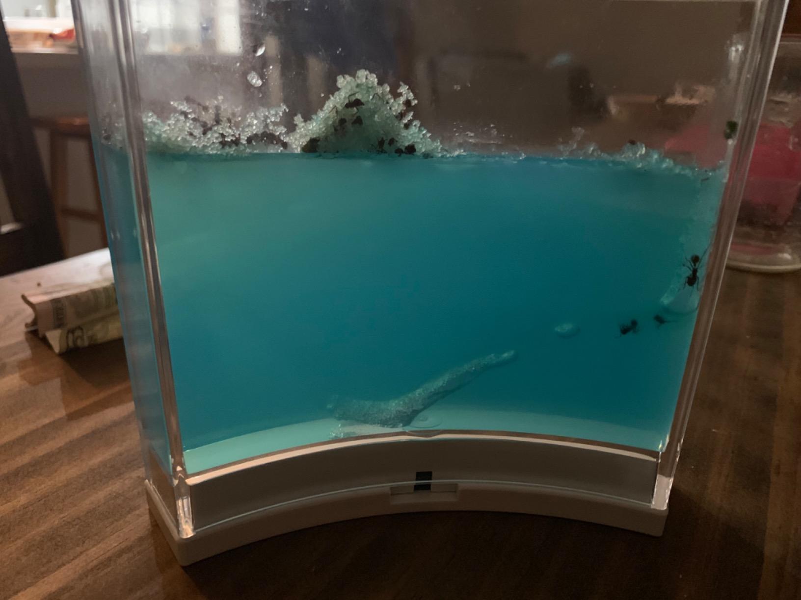 Dan&Darci Light-up Ant Farm Terrarium Kit for Kids - LED Habitat for Live Ants with Nutrient Rich Gel - Watch Them Dig Their Own Tunnels - Learning Science Toys, Experiment Gift for Boys & Girls customer photo 1