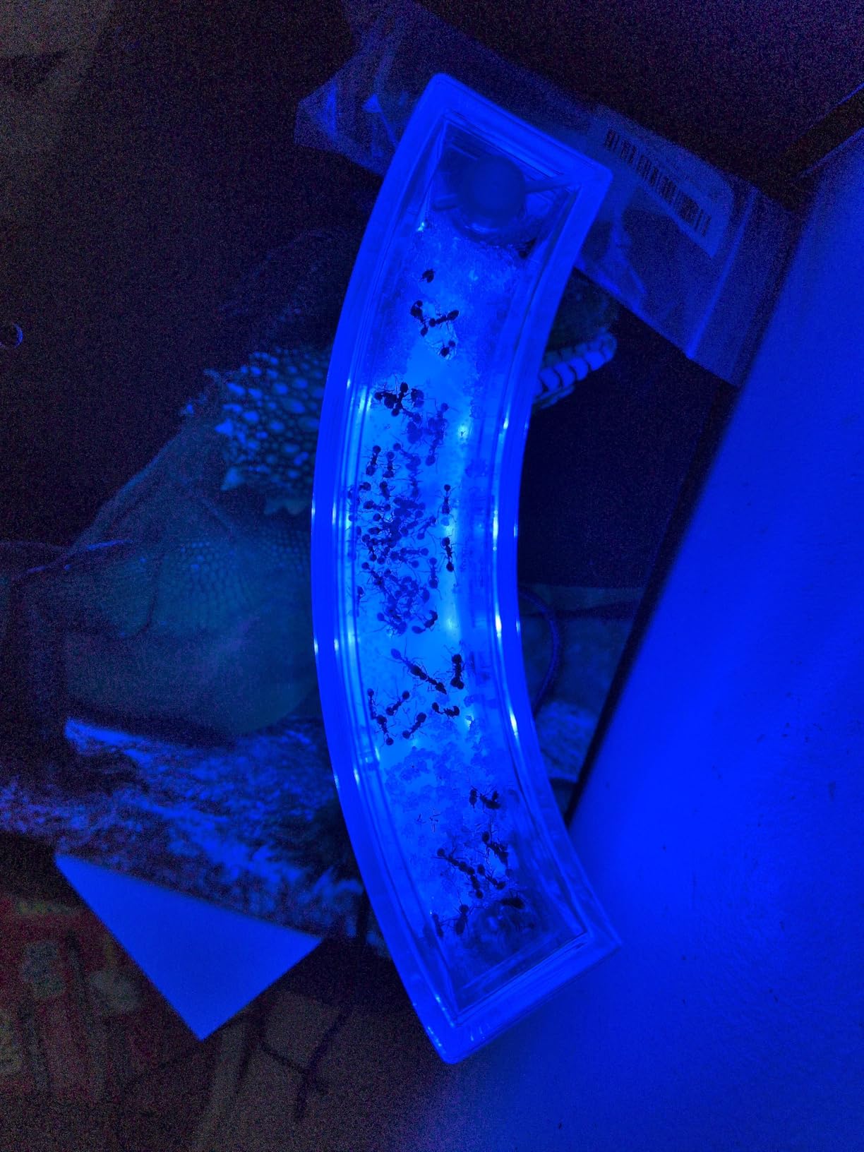 Dan&Darci Light-up Ant Farm Terrarium Kit for Kids - LED Habitat for Live Ants with Nutrient Rich Gel - Watch Them Dig Their Own Tunnels - Learning Science Toys, Experiment Gift for Boys & Girls customer photo 2