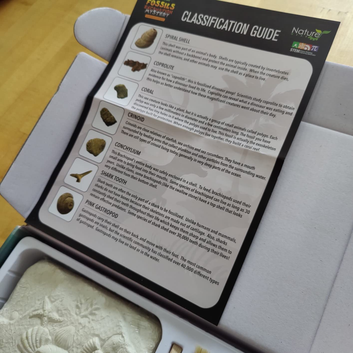 Nature Gear Dino Fossil Dig Kit for Kids, Educational Excavation Kit with 15 Glow in The Dark Mystery Fossils, Interactive Dinosaur Science Kits for Kids Age 3-5 and Up, Excavation Adventure Kit customer photo 1