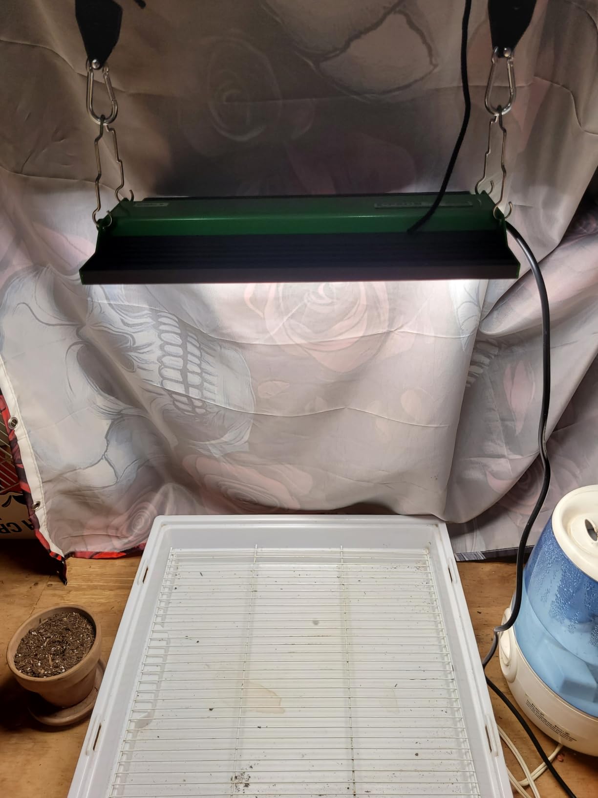 100 Watt LED Grow Light for Seed Starting Vegetables Bloom, Plant Lights | VIPARSPECTRA P1000 Dimmable Dimming Daisy Chain Grow Lights for Indoor Plants, Full Spectrum Lamp for 3x3/2x2 Grow Tent customer photo 1