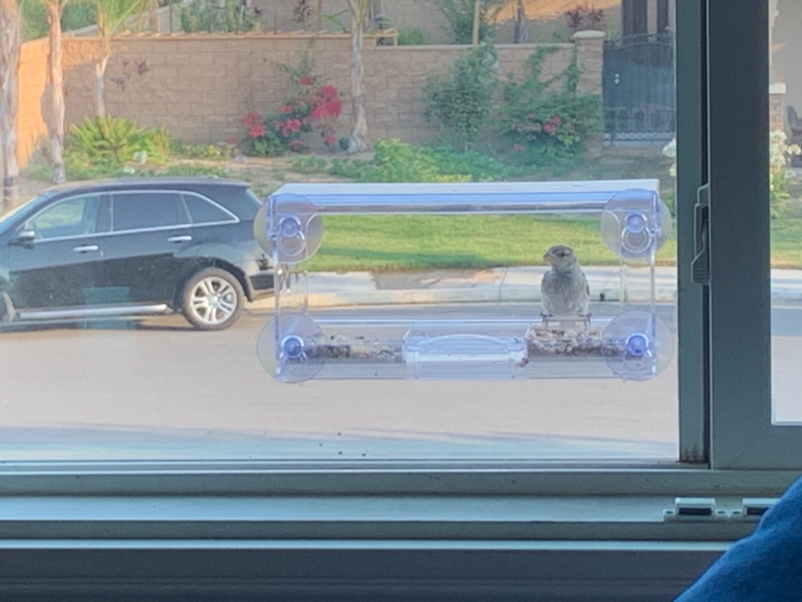 D.F. Omer Window Bird Feeder with 3 Section Tray and Roof Cover, Weatherproof Outdoor Suction Cup Hanger Acrylic Plastic Bird Feeder, Clear customer photo 1