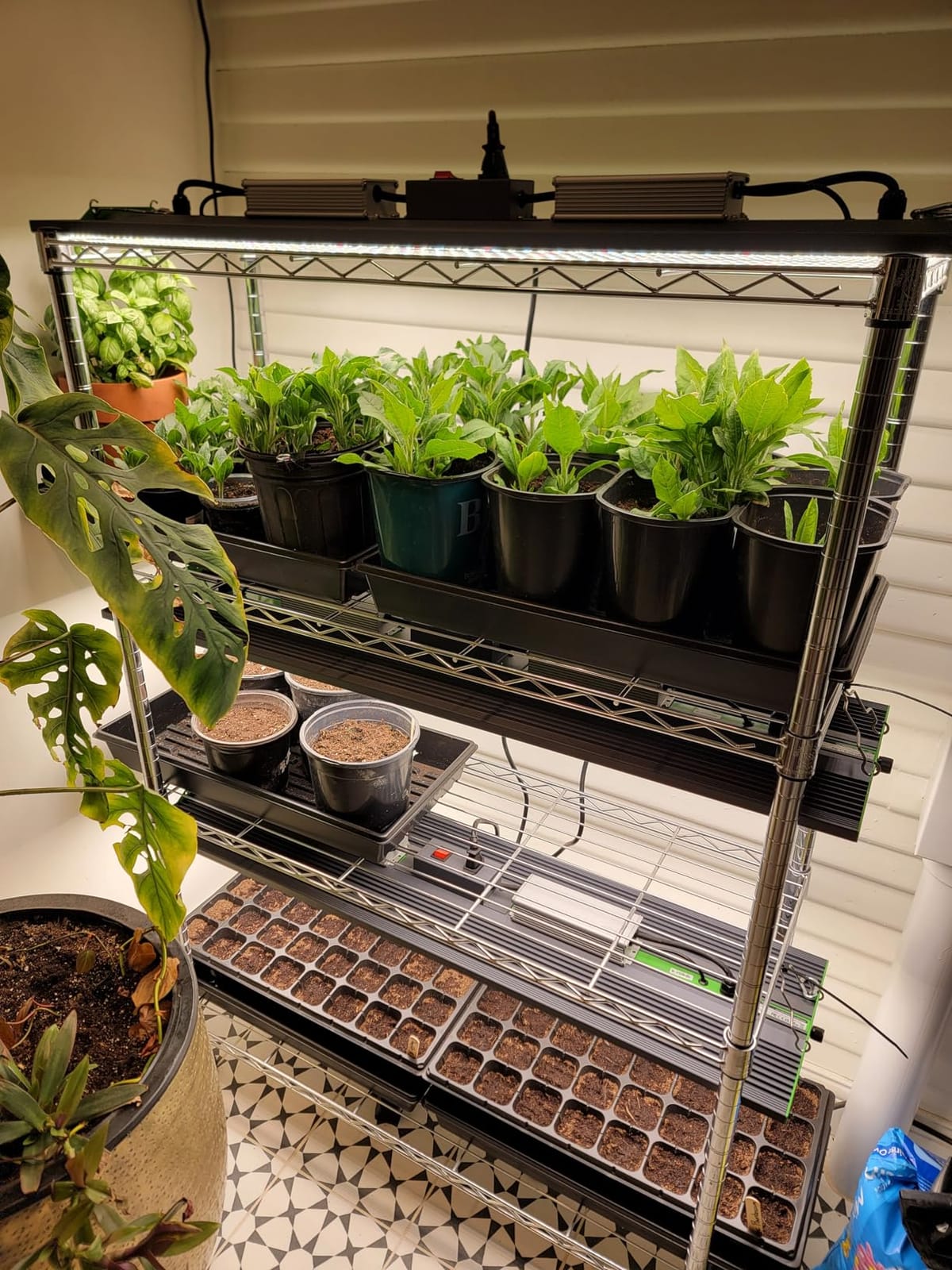 250 Watt Plant Lights for Indoor Growing, Full Spectrum LED Grow Lights | VIPARSPECTRA P2000 Dimmable Dimming Daisy Chain Grow Lights for Indoor Plants Seed Starting Veg Bloom in 4x2/3x3 Grow Tent customer photo 2