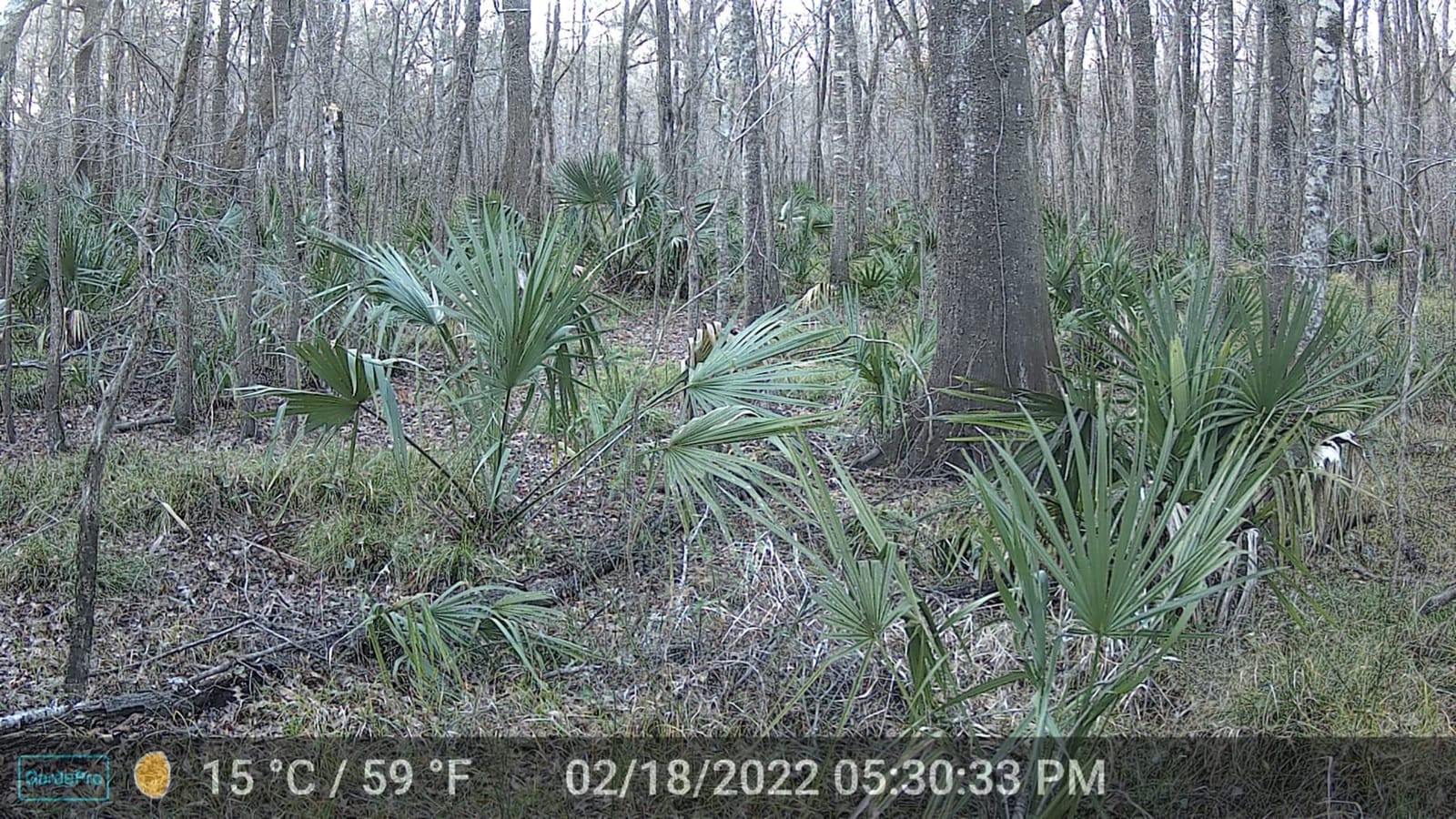 GardePro A3S Trail Camera, 64MP Photo, 1296P HD Video with Sound | 0.1s Trigger, 100ft No-Glow Night Vision, Motion Activated, Non-Cellular, Non-WiFi customer photo 1