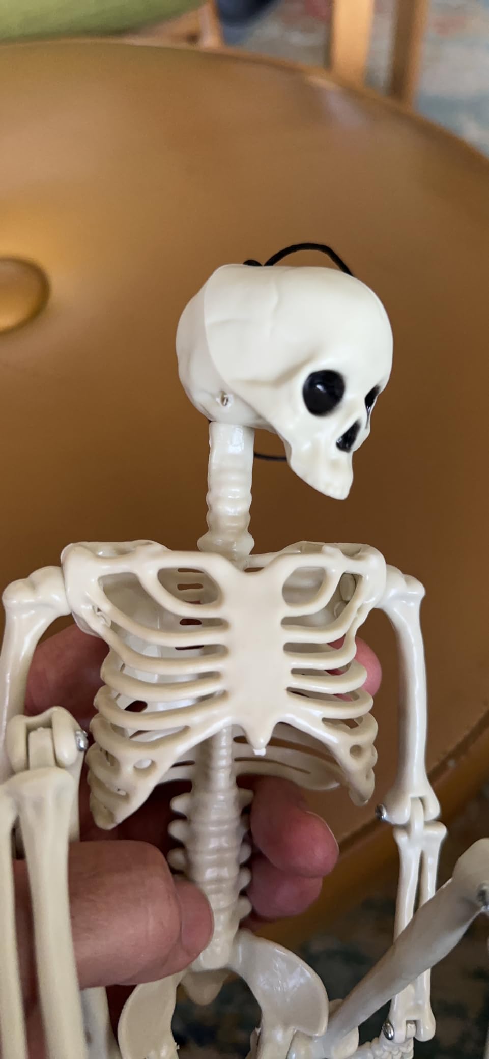 breesky Human Skeleton Model for Anatomy: 17