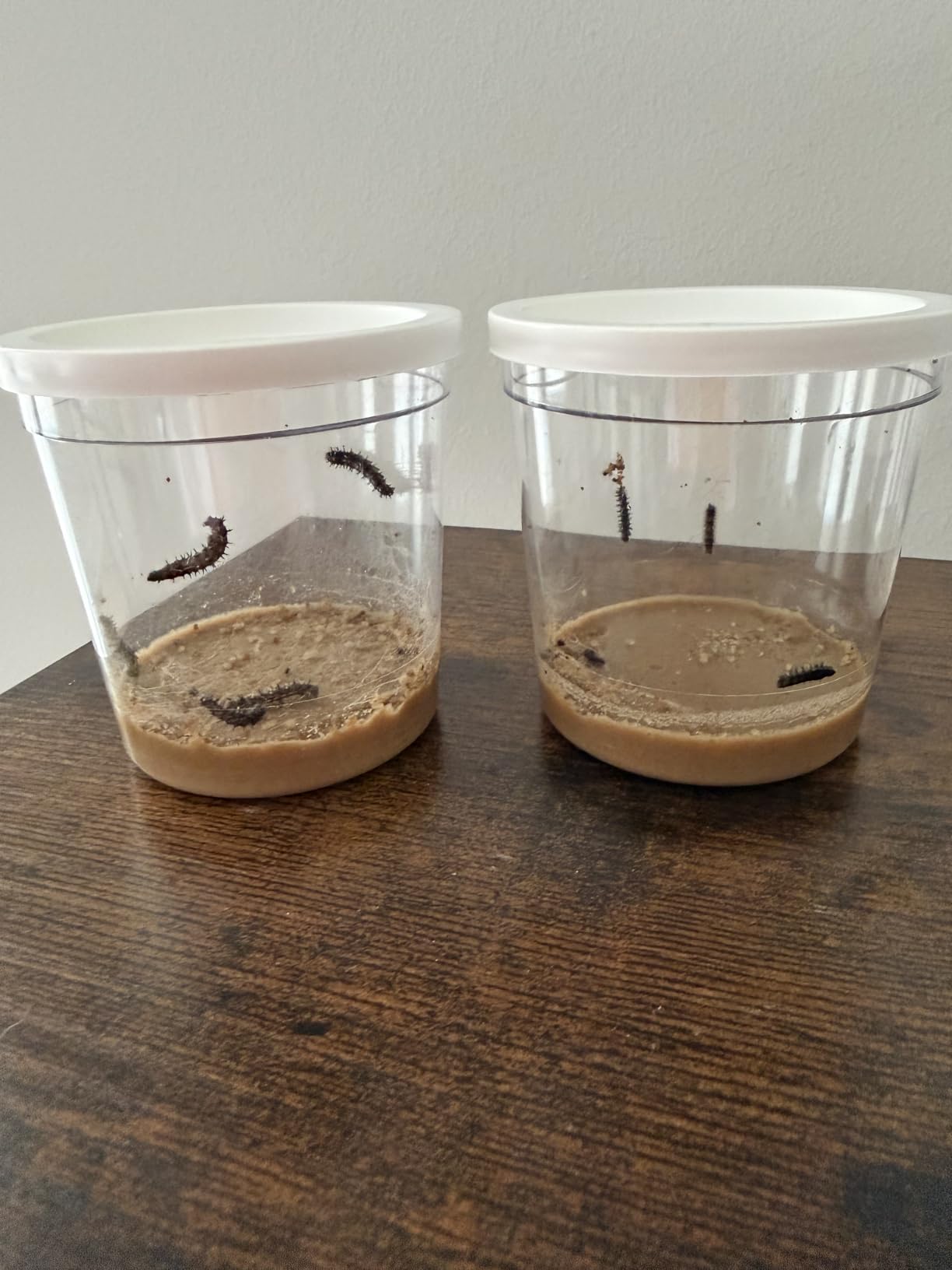 Insect Lore Butterfly Garden with 10 Live Baby Caterpillars - Habitat, Feeder, Chrys-A-Lid Holders, STEM Activity Journal - Raise and Release Painted Lady Butterflies customer photo 1