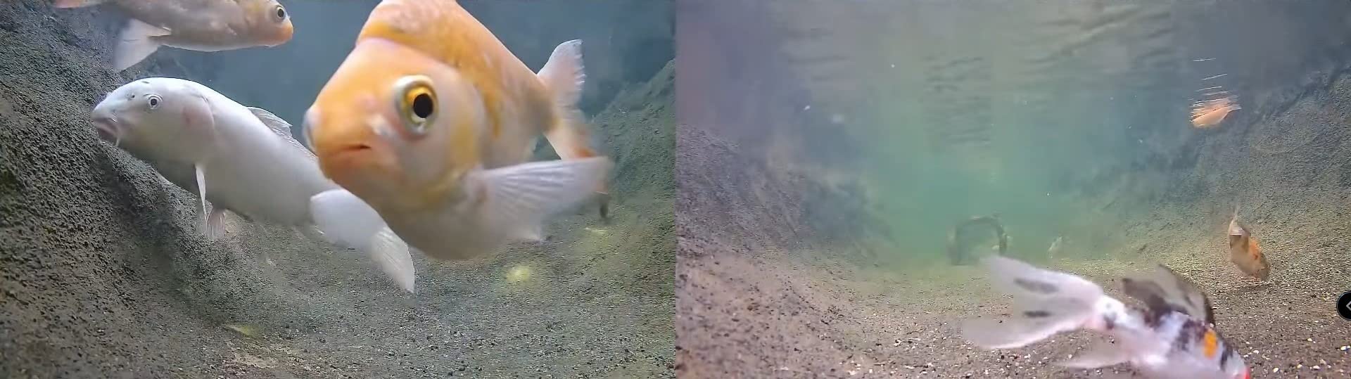 Barlus Underwater Camera POE 5MP CMOS Lens 100° Wide-Angle Sea Stainless Steel with Fill Light IP68 Waterproof Camera for 24/7 koi Pond with 32ft Cable customer photo 1